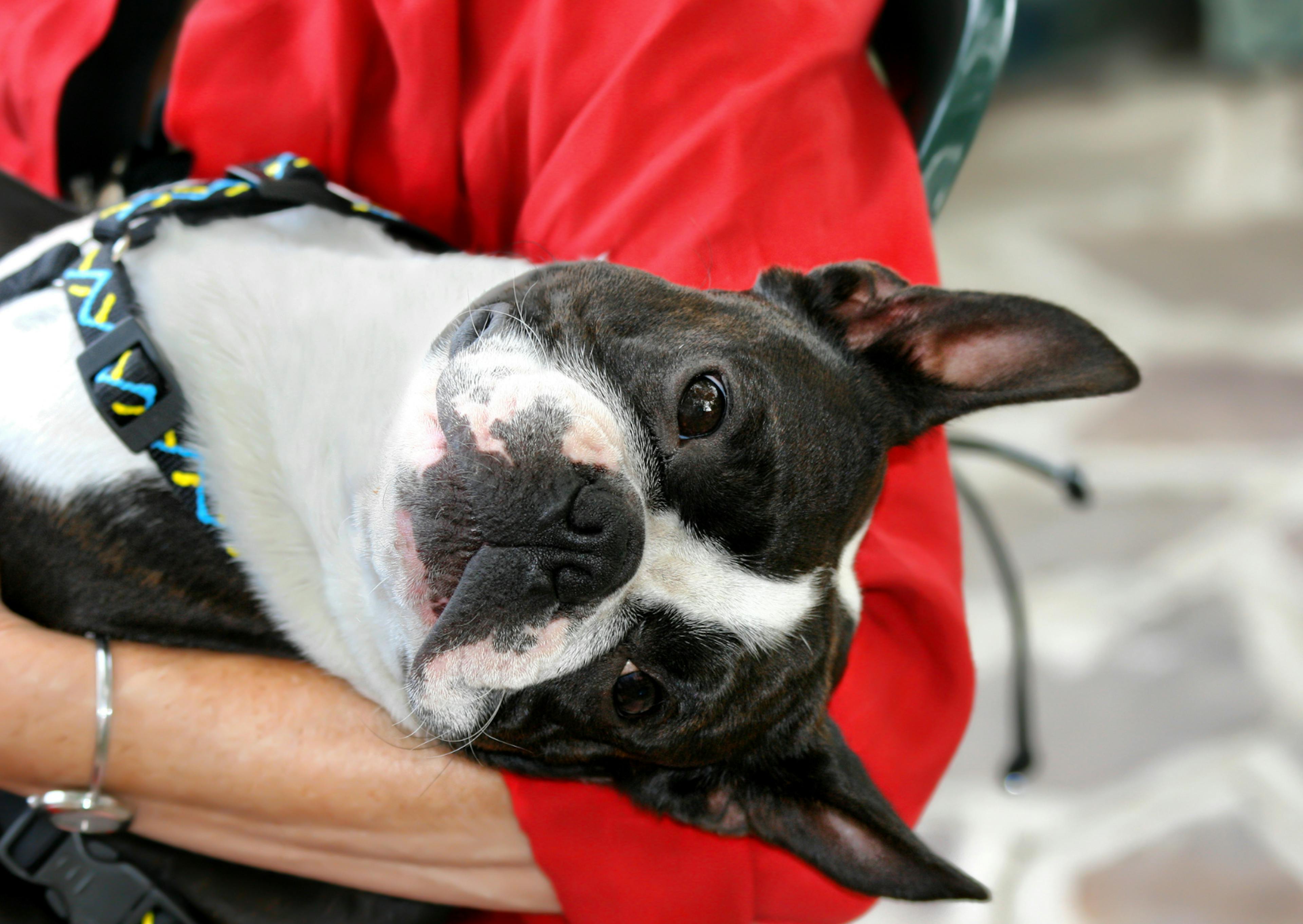 Boston Terrier dans les bras de sa propriétaire, il penche la tête 