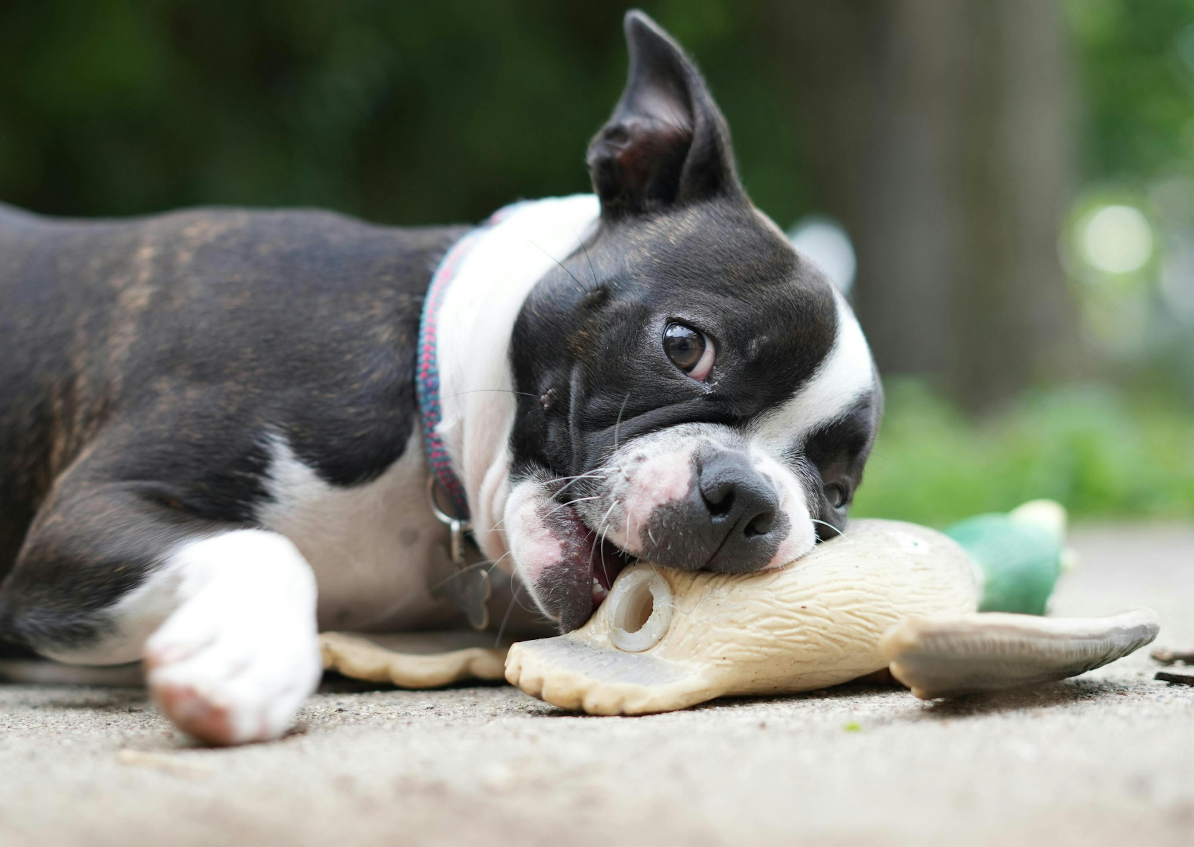 Boston Terrier qui joue avec un jouet beige et vert en regardant l'objectif