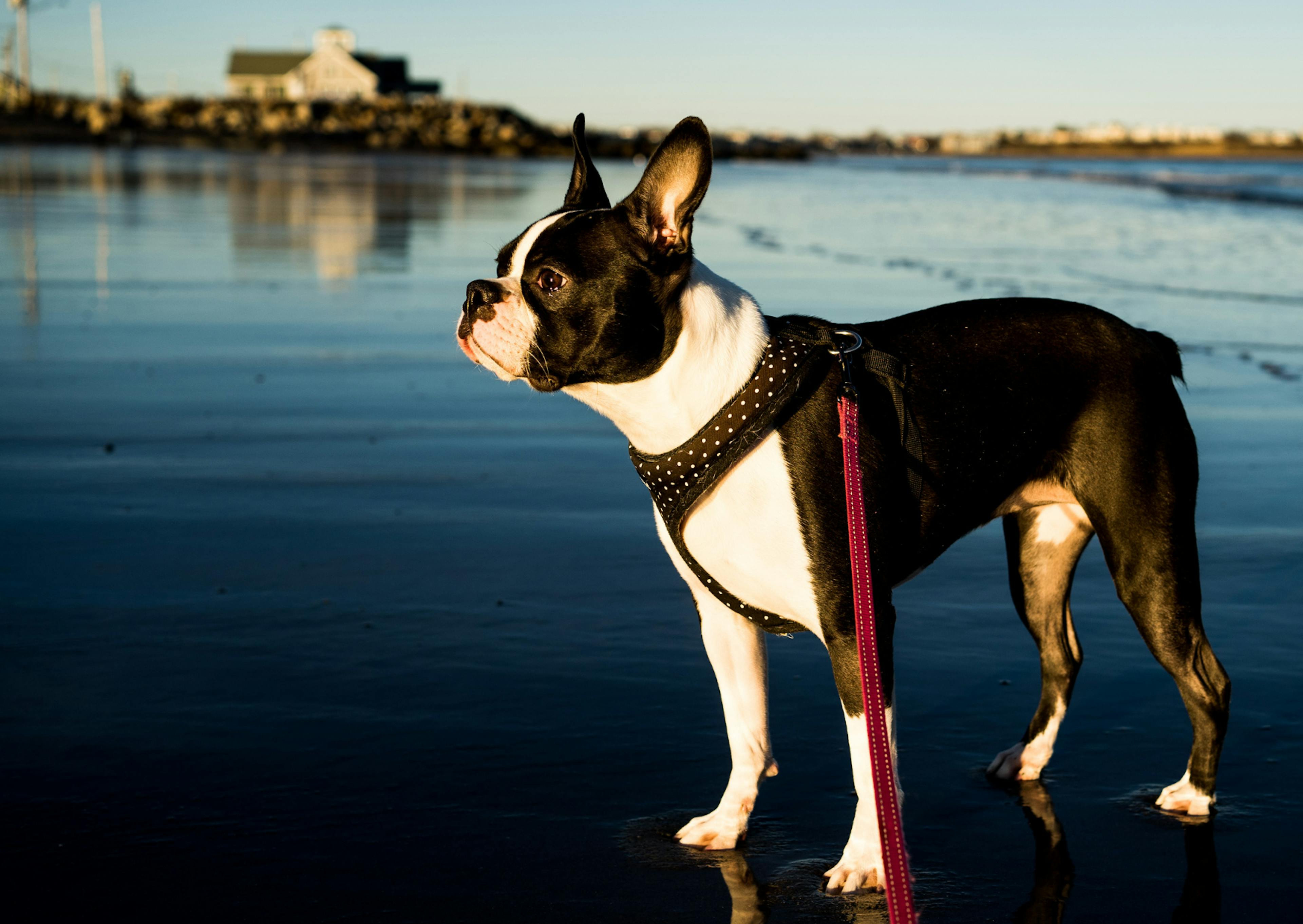 Boston Terrier qui regarde au loin, il a les pattes dans l'eau