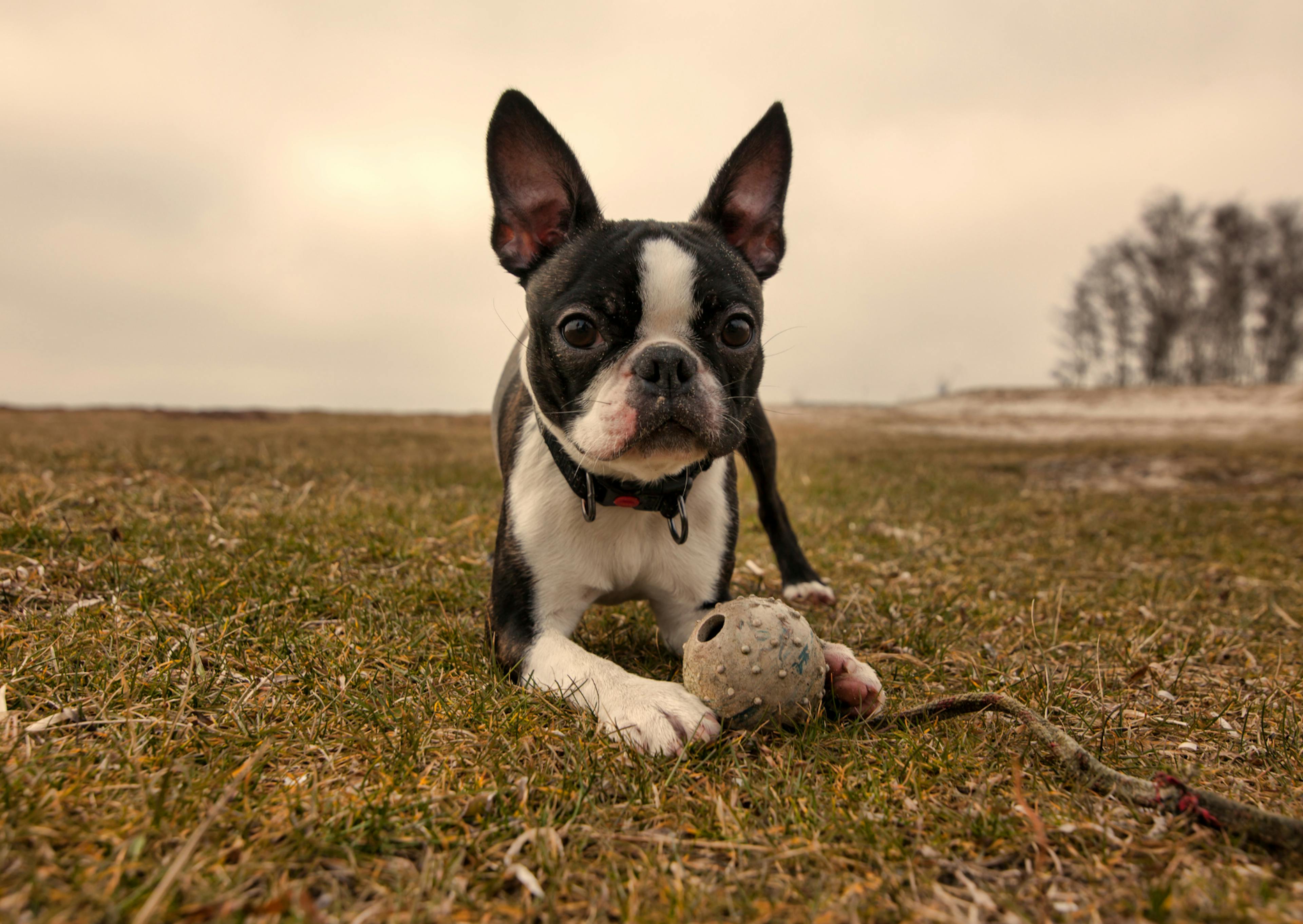 Boston Terrier couché sur un sol terreux avec un jouet entre les pattes