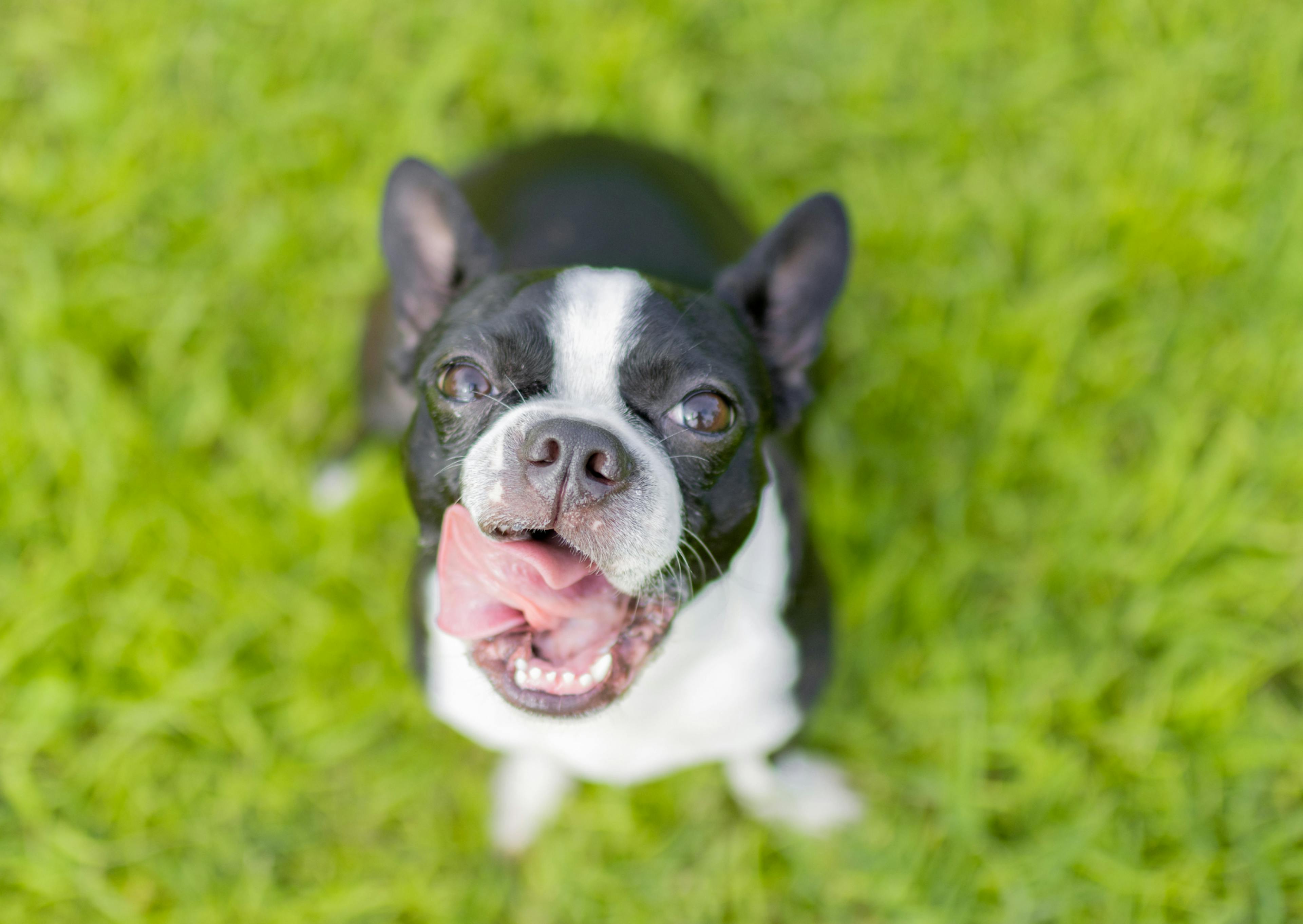 Boston Terrier qui tire se lèche les babines