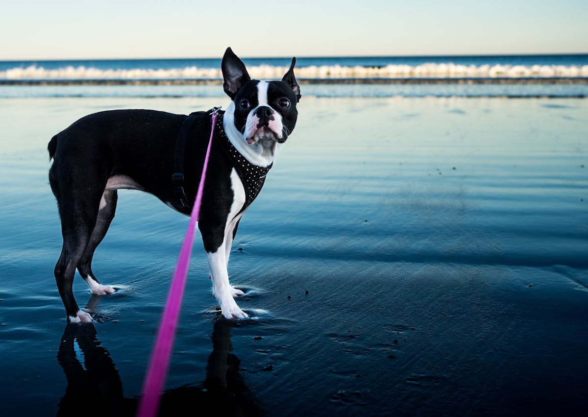 Boston Terrier au bord de la mer, il est tenue par une laisse rose