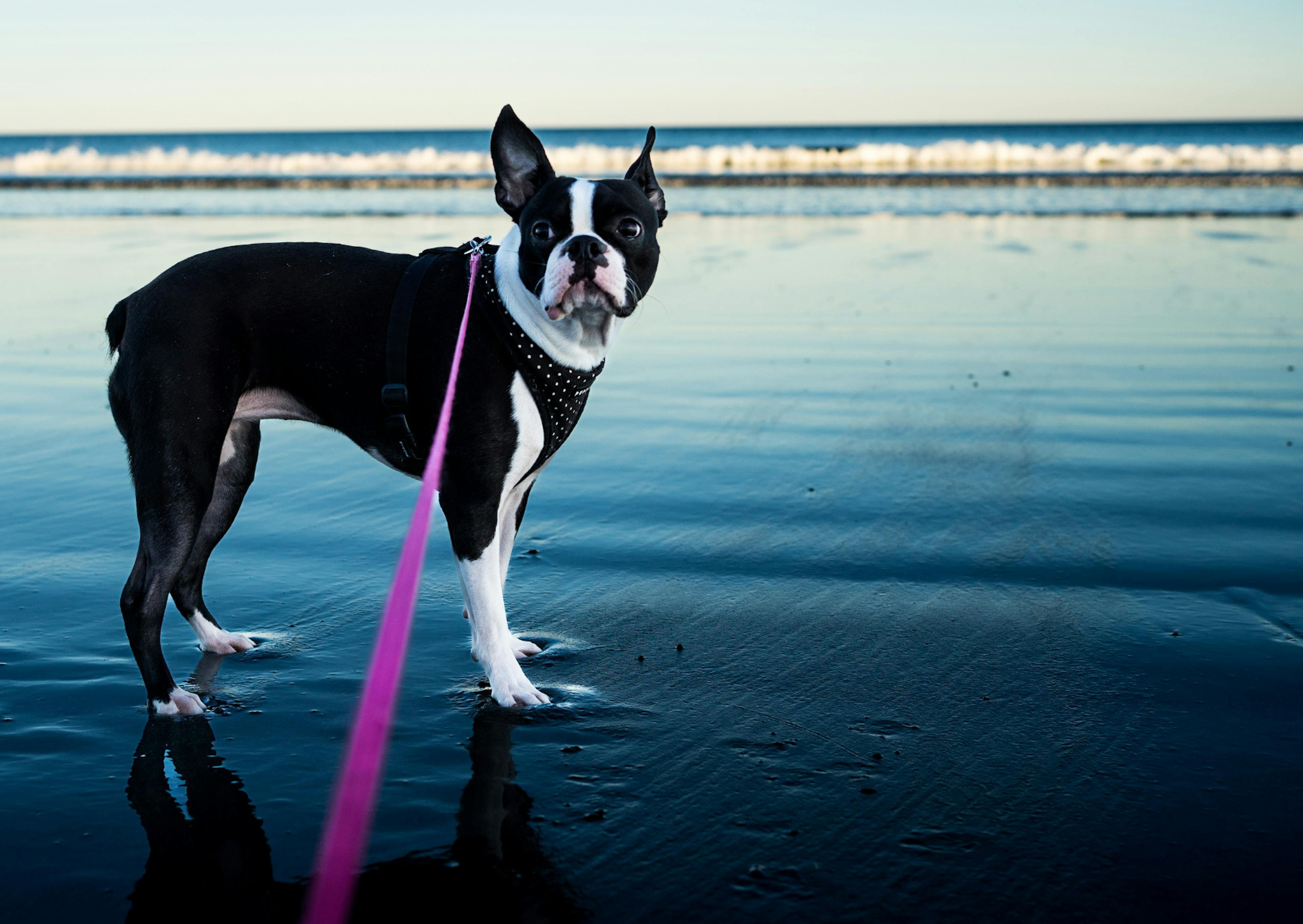 Boston Terrier au bord de la mer, il est tenue par une laisse rose 