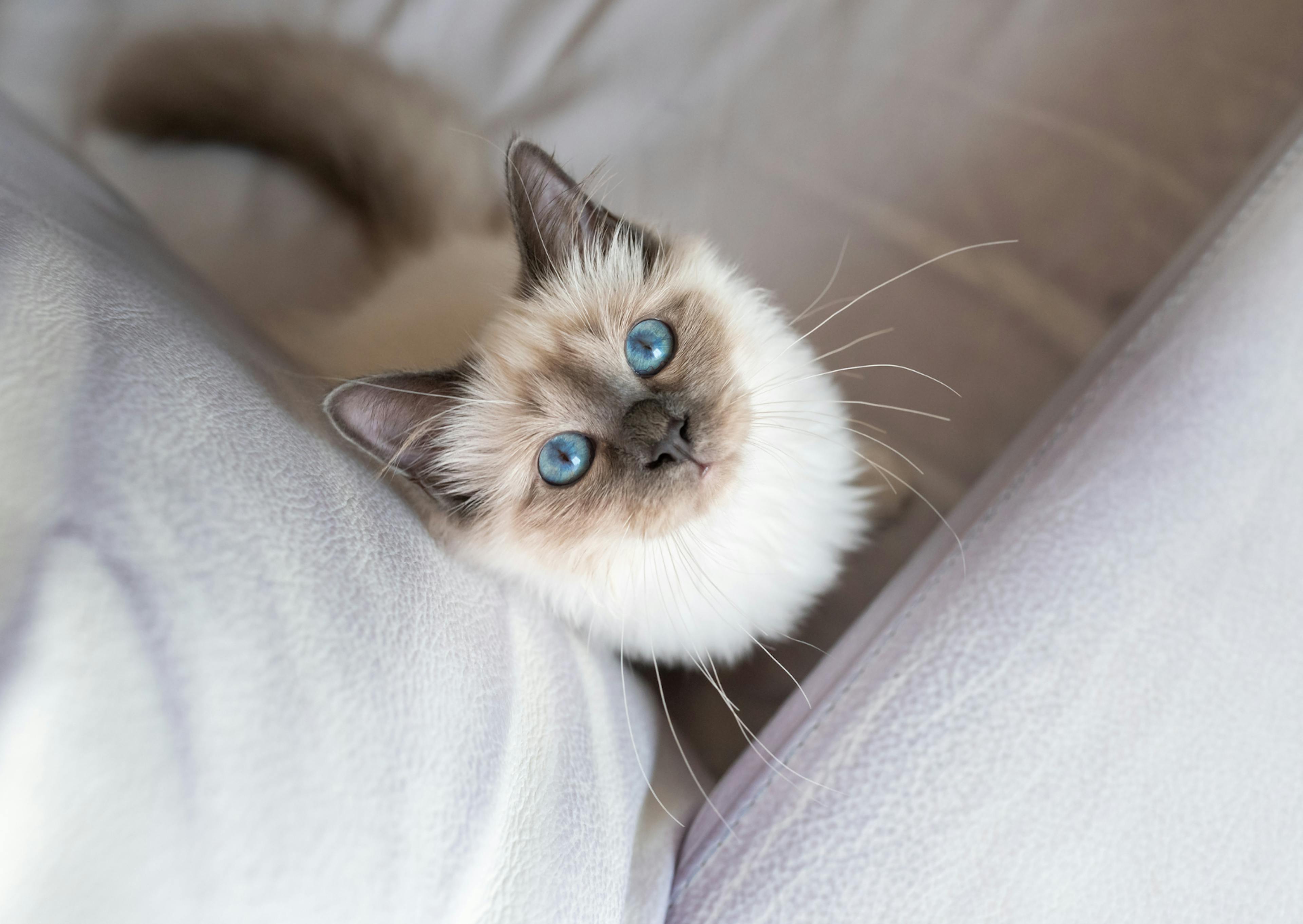 Sacré de Birmanie pris de dessus, qui regarde evrs le haut, il est sur un canapé