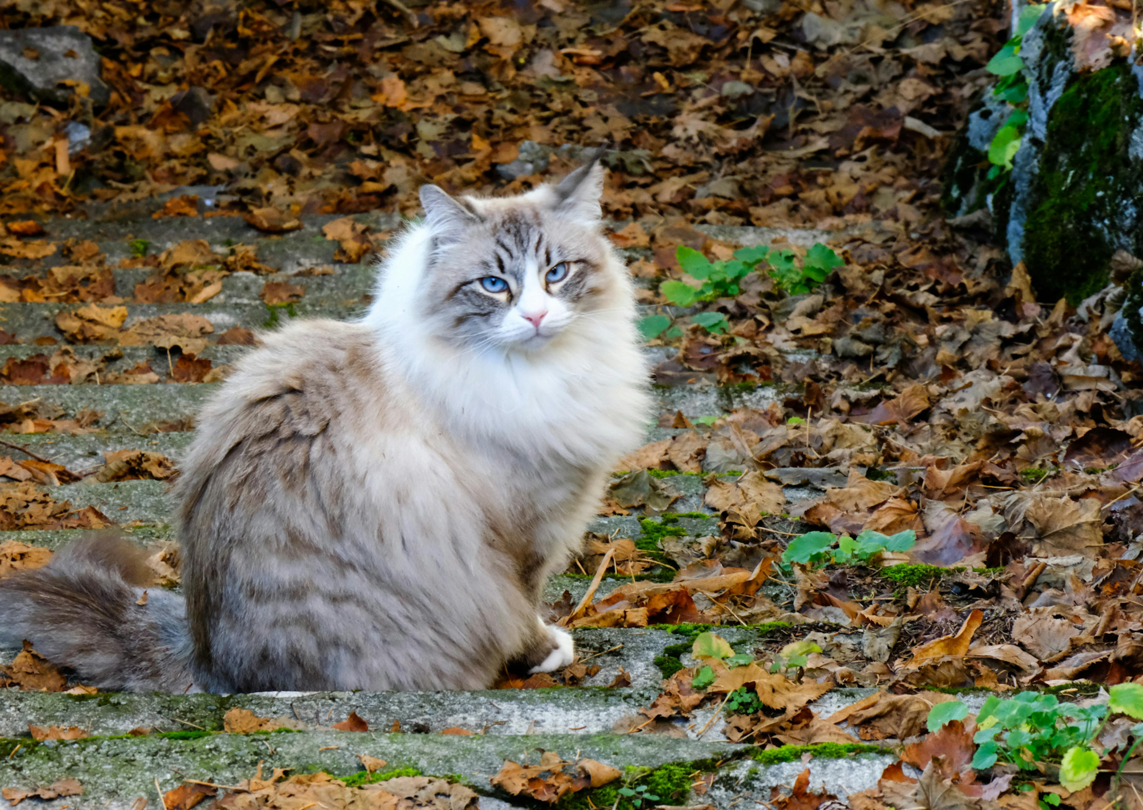 Sacré de Birmanie dans une forêt, il se retroune pour regarder derrière lui