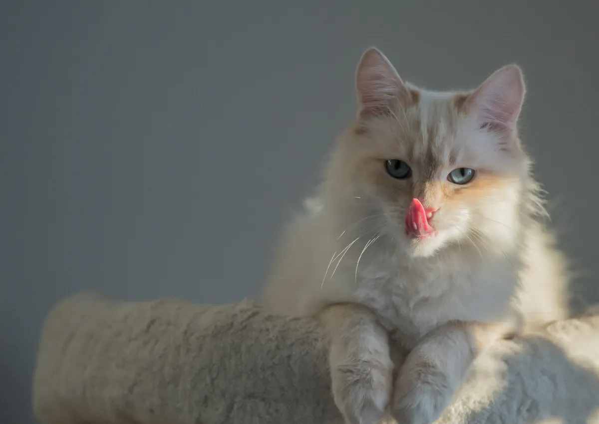 Sacré de Birmanie qui se lèche les moustaches et est sur un canapé
