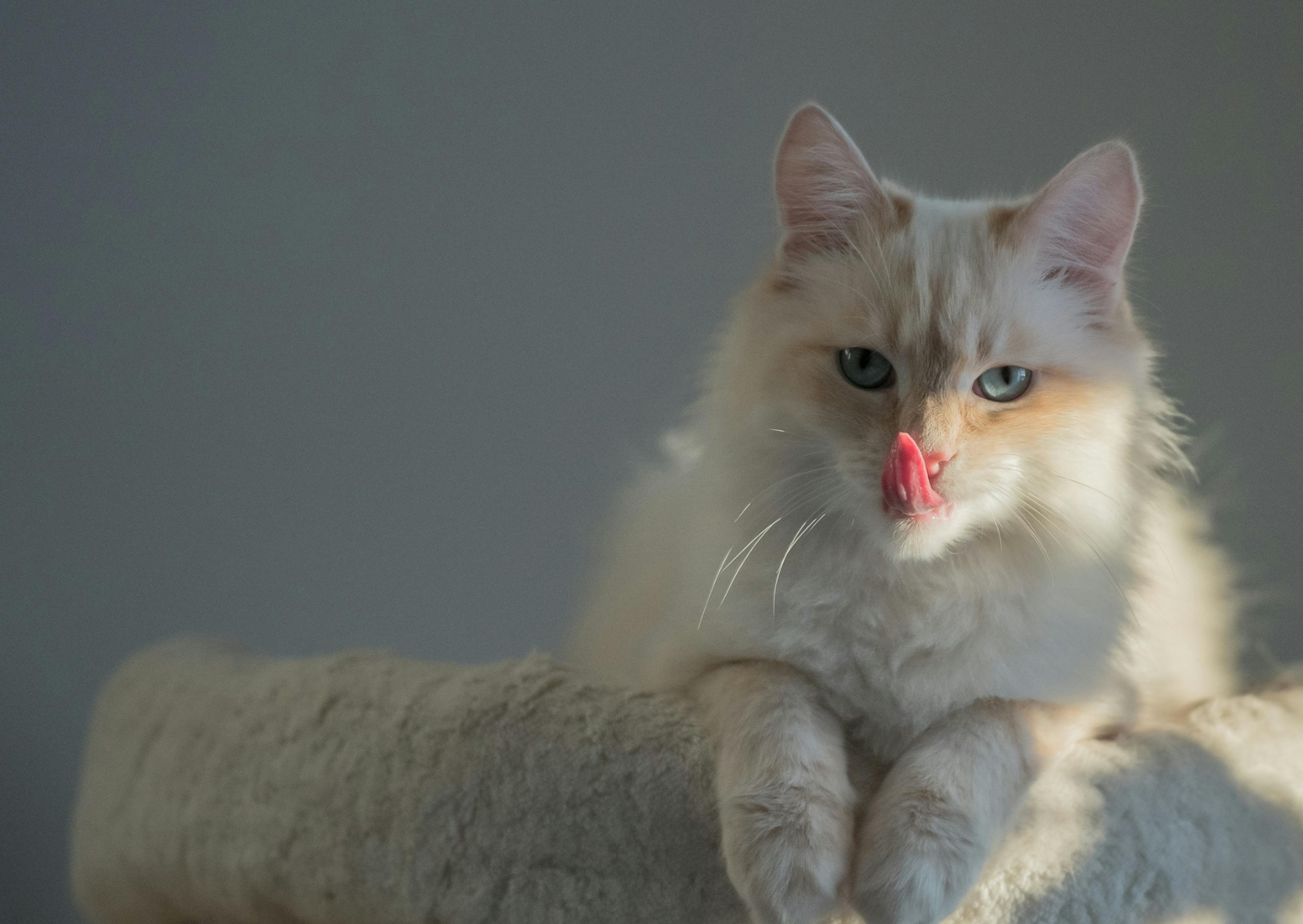 Sacré de Birmanie qui se lèche les moustaches et est sur un canapé