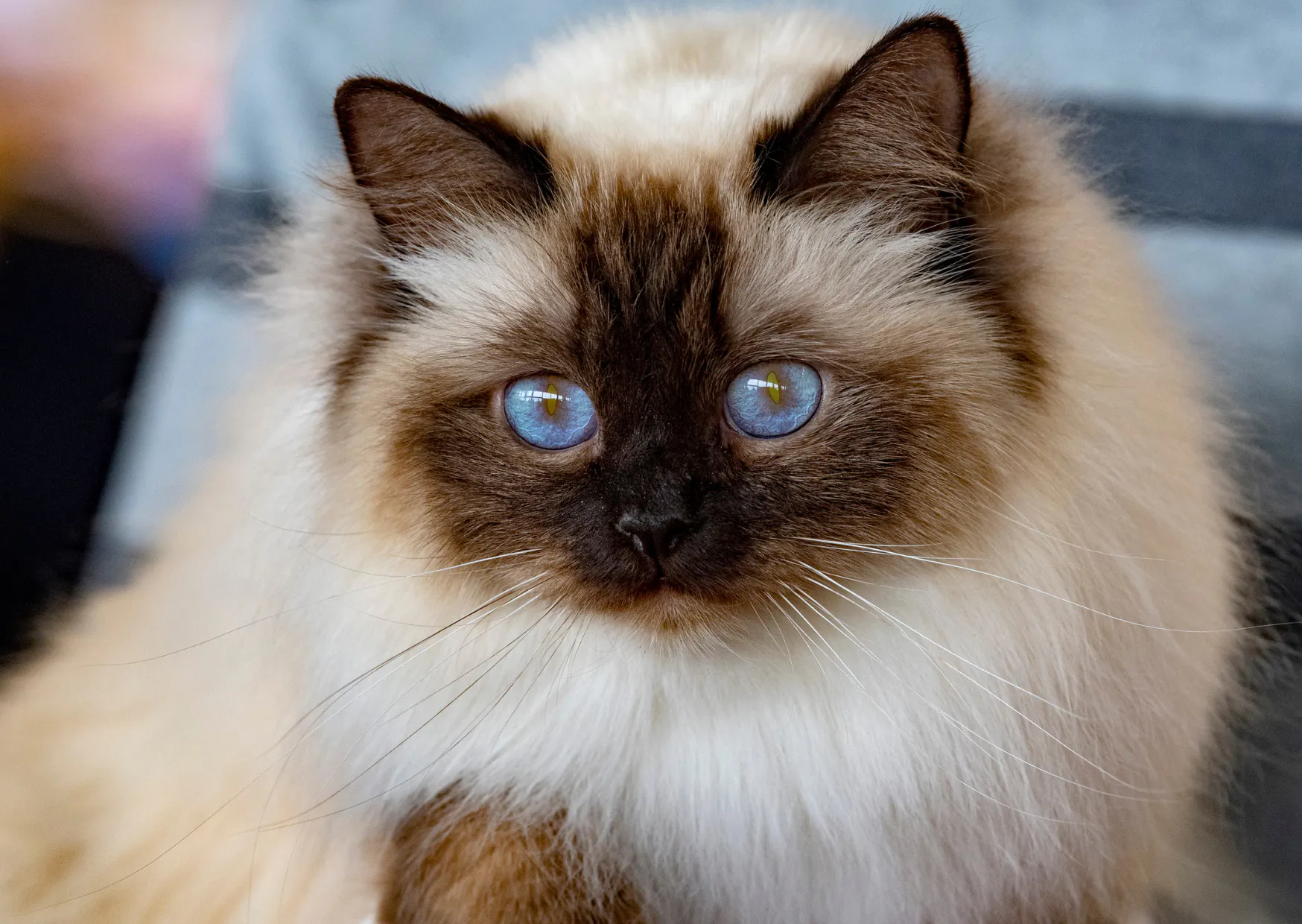 Sacr De Birmanie Tout Savoir Sur Cette Race De Chat sacr-de-birmanie-tout-savoir-sur-cette-race-de-chat