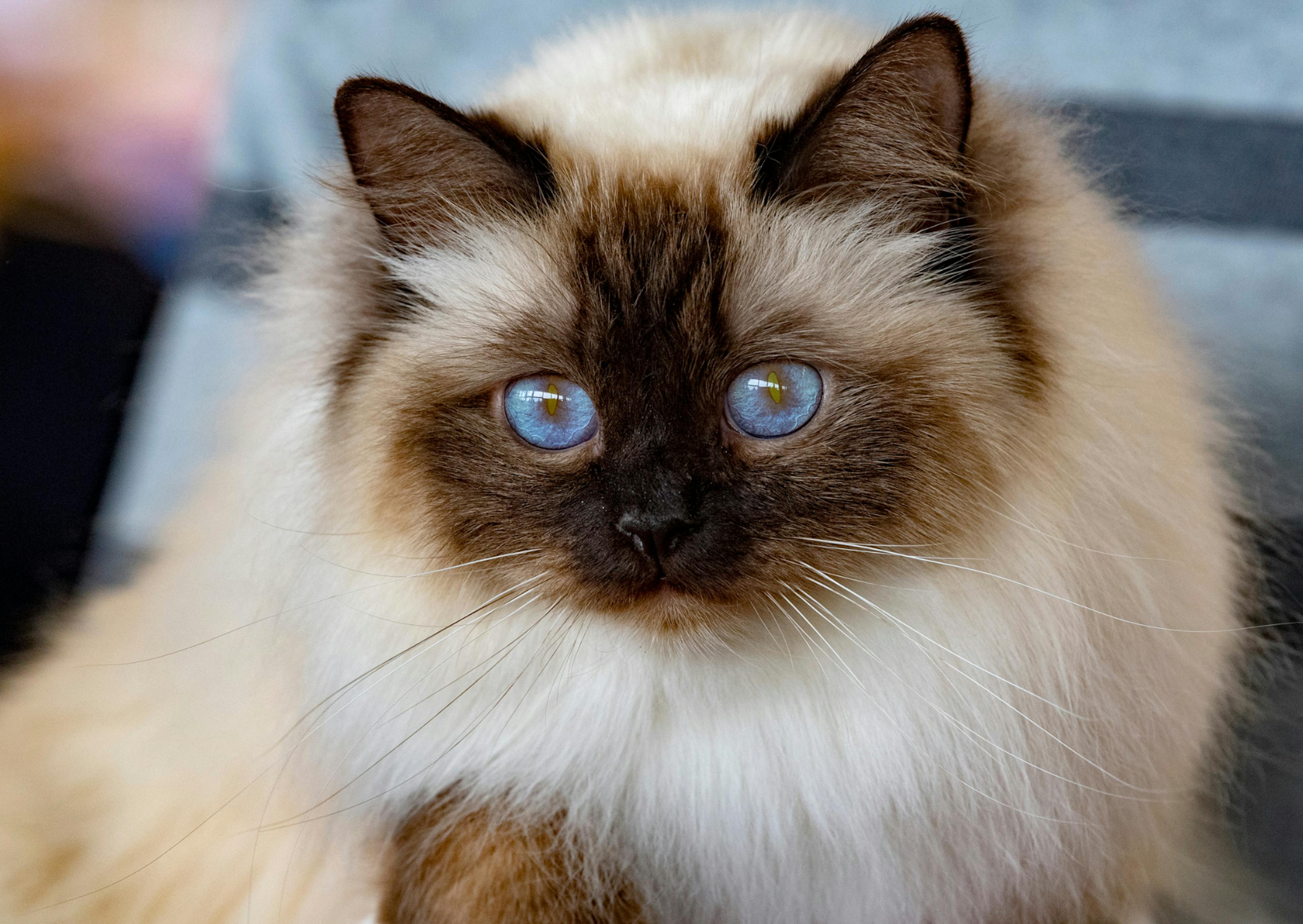 Sacré de Birmanie qui regarde devant lui en avancant 