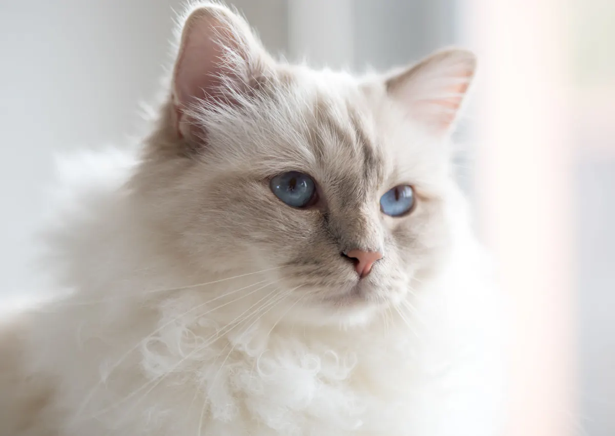 Sacré de Birmanie tout blanc, il est couché et regarde devant lui 