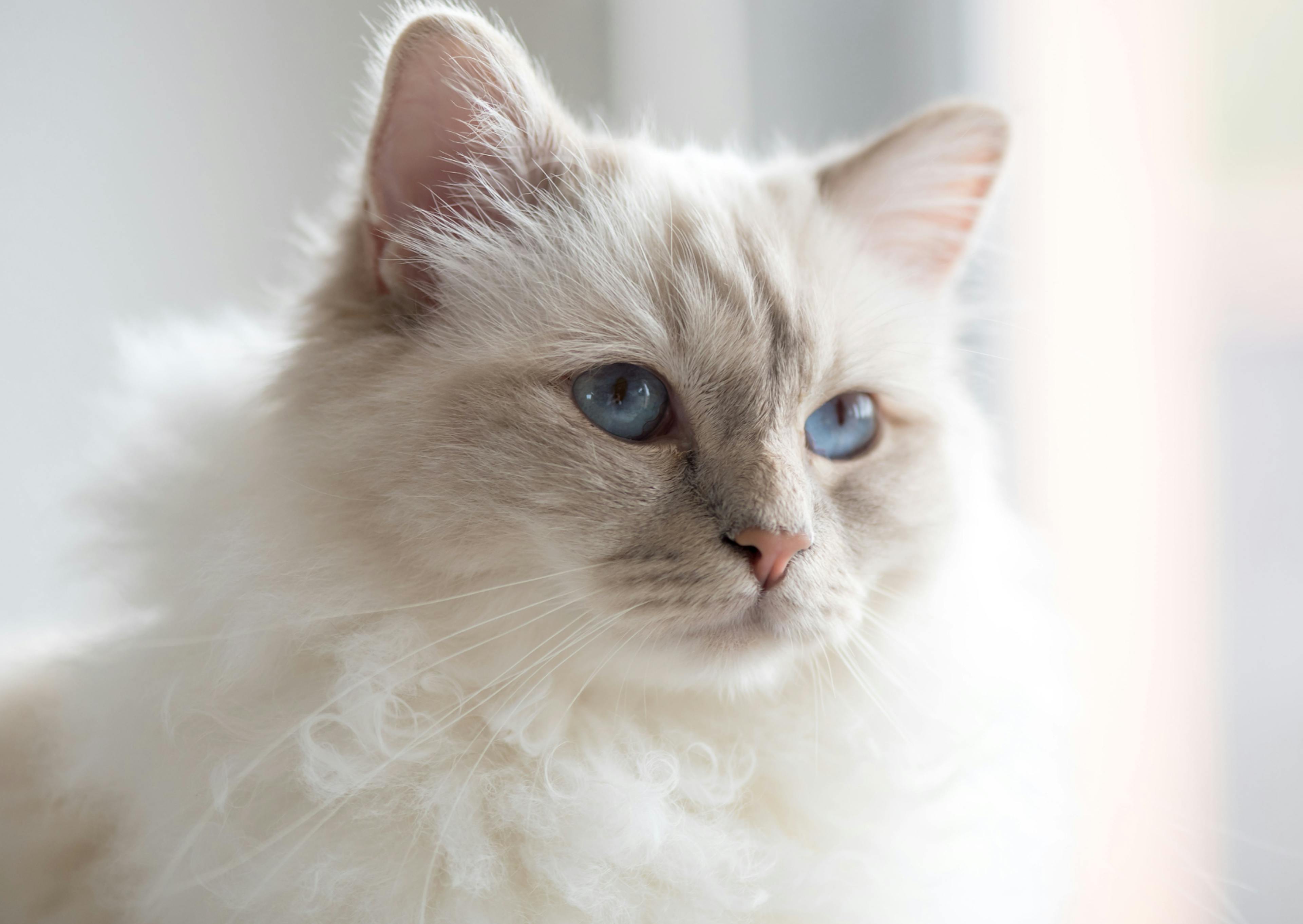 Sacré de Birmanie tout blanc, il est couché et regarde devant lui 