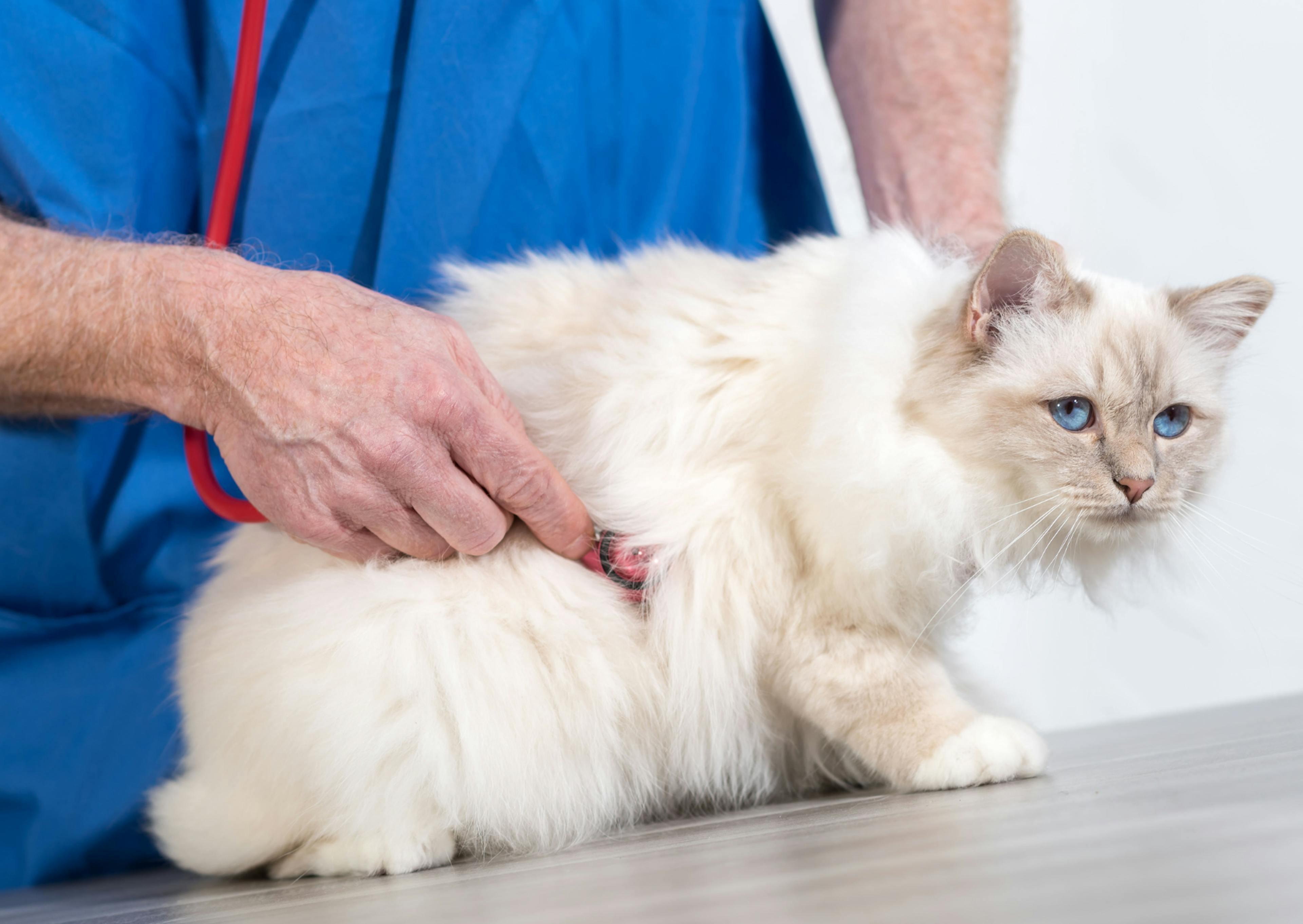 Sacré de Birmanie sur une table, il se fait ausculter par un vétérinaire