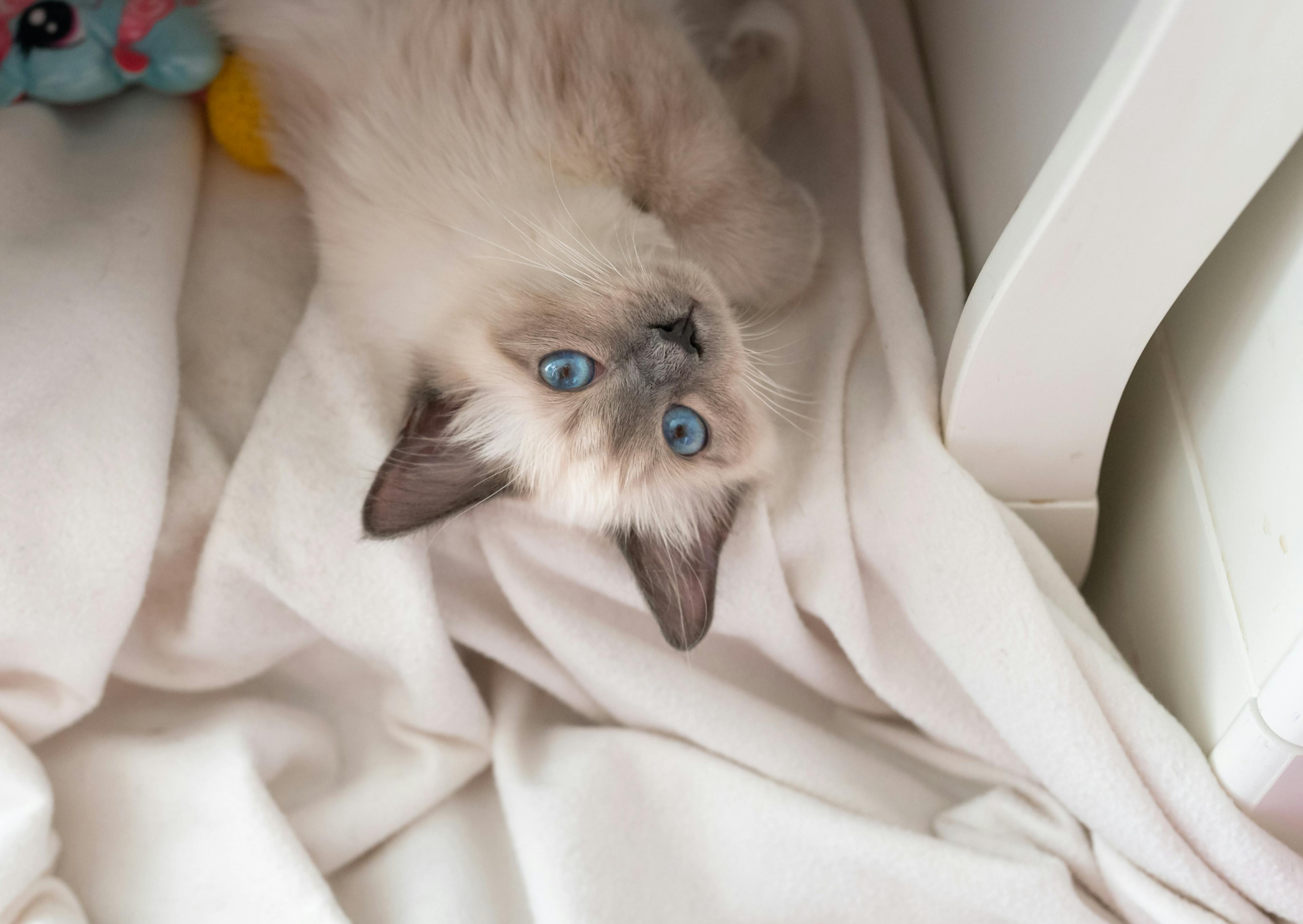 Sacré de Birmanie dans un lit