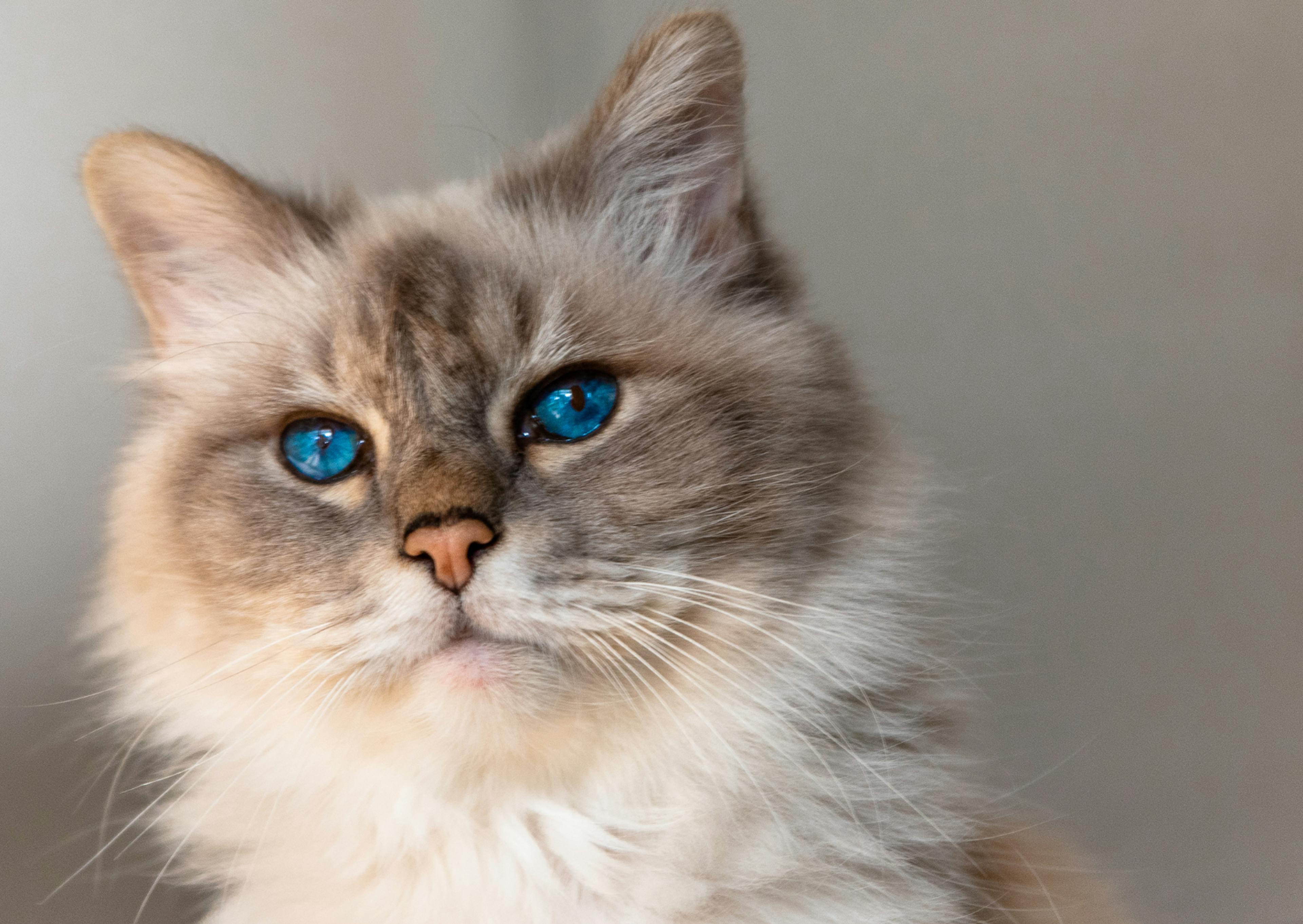 Sacré de Birmanie qui regarde devant lui