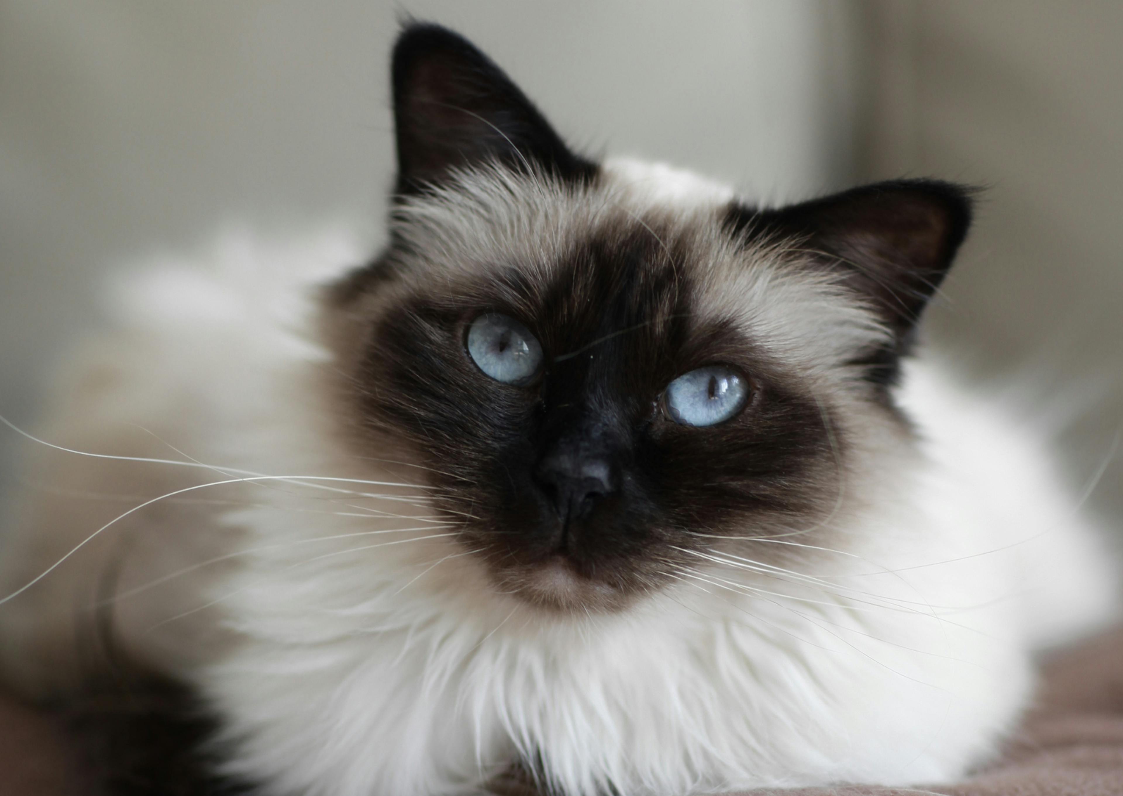 Sacré de Birmanie noir et lanc qui est couché et regarde devant lui