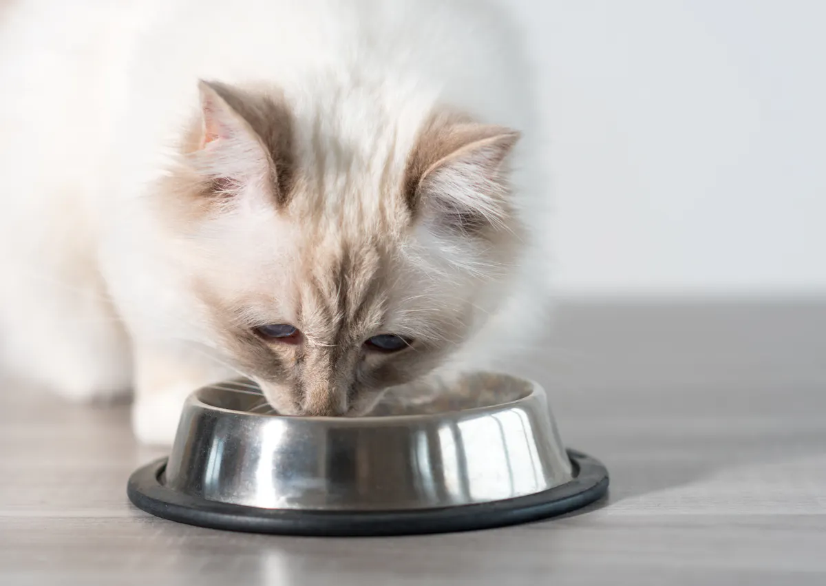 Sacré de Birmanie qui mange dans sa gamelle attentivement