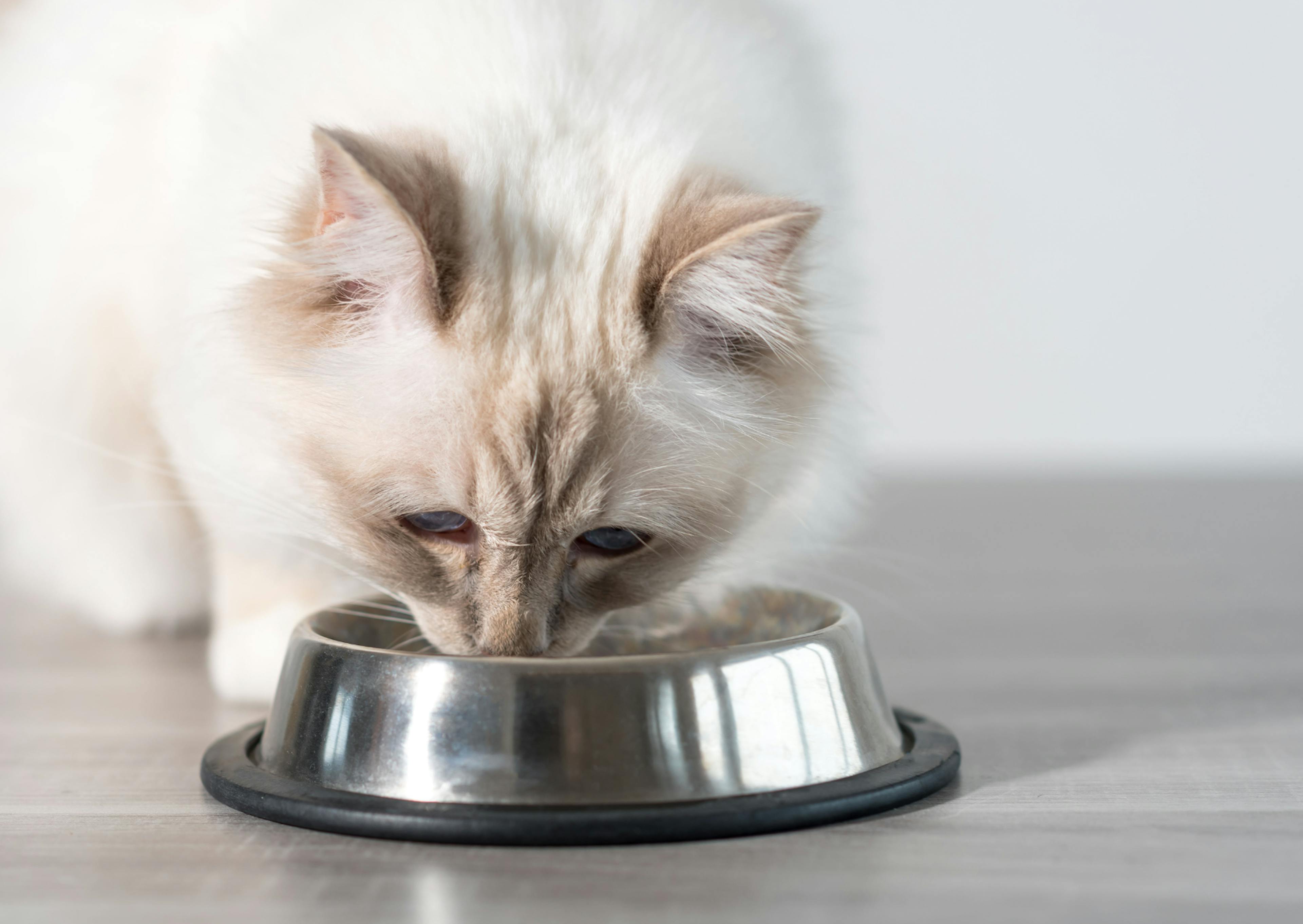 Sacré de Birmanie qui mange dans sa gamelle attentivement