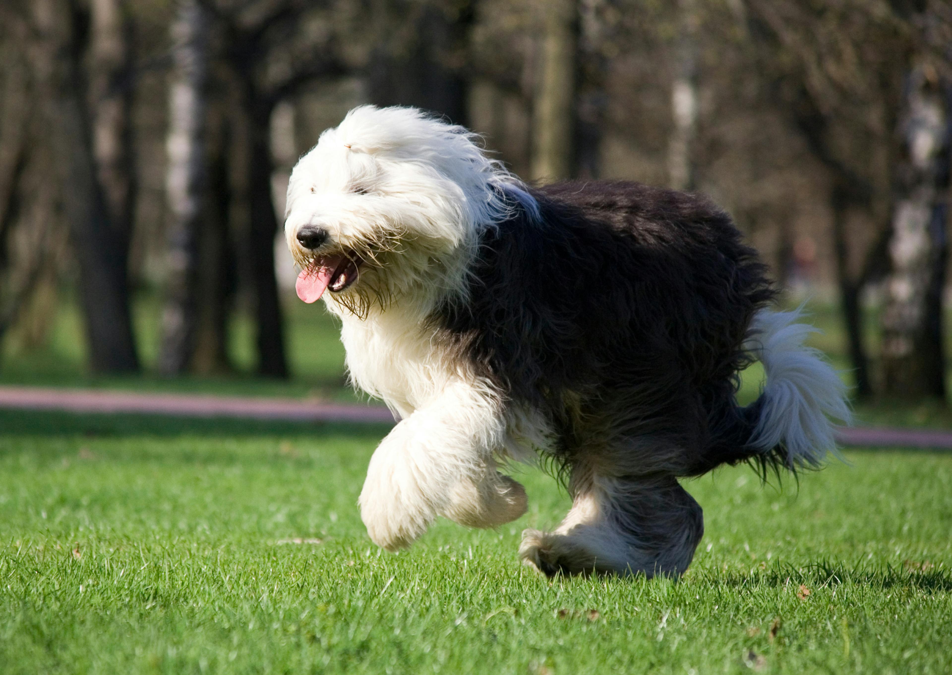 Bobtail en train de sauté dans une étendue d'herbe verte 