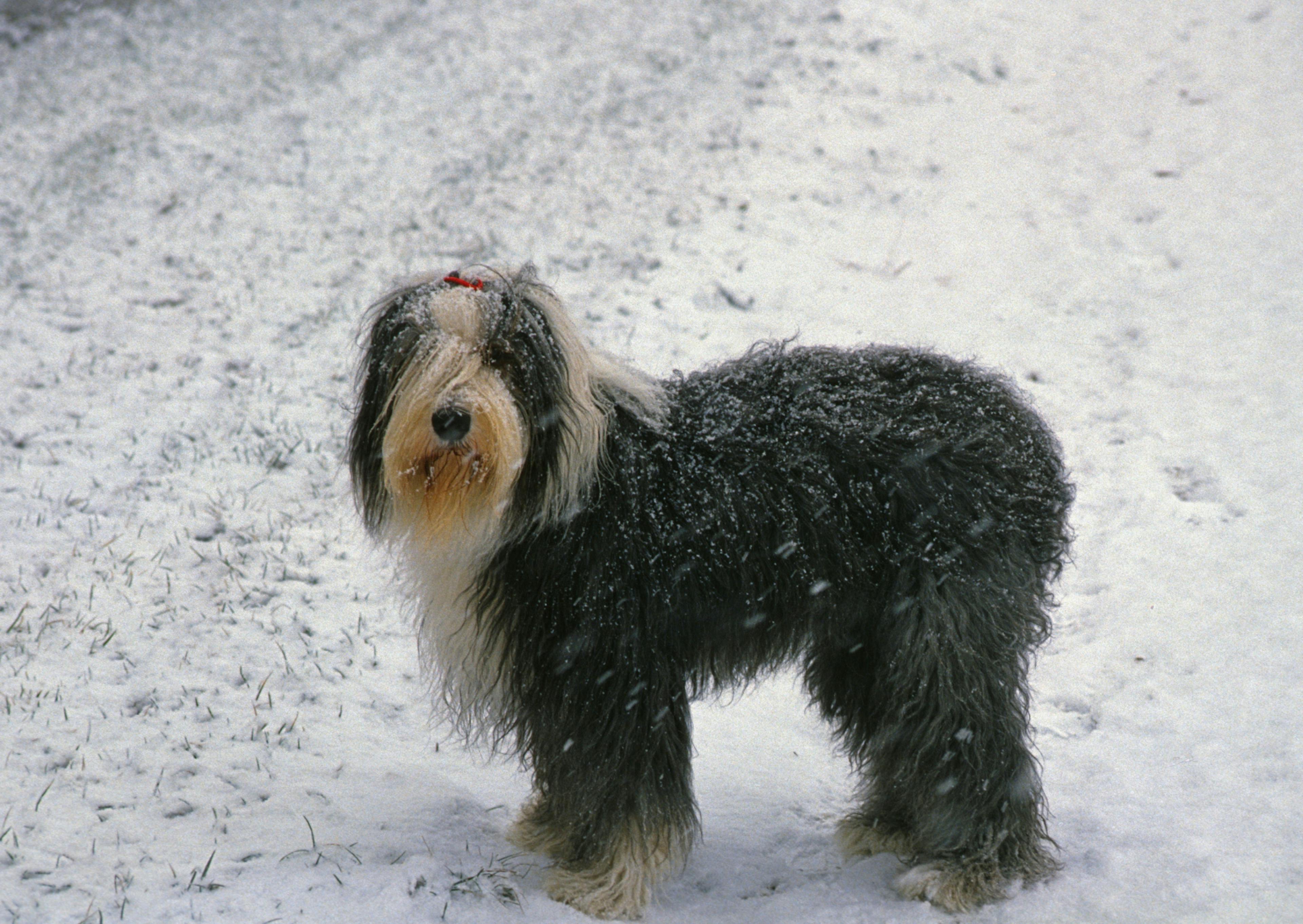 Bobtail de profil dans la neige qui regarde evrs l'objectif