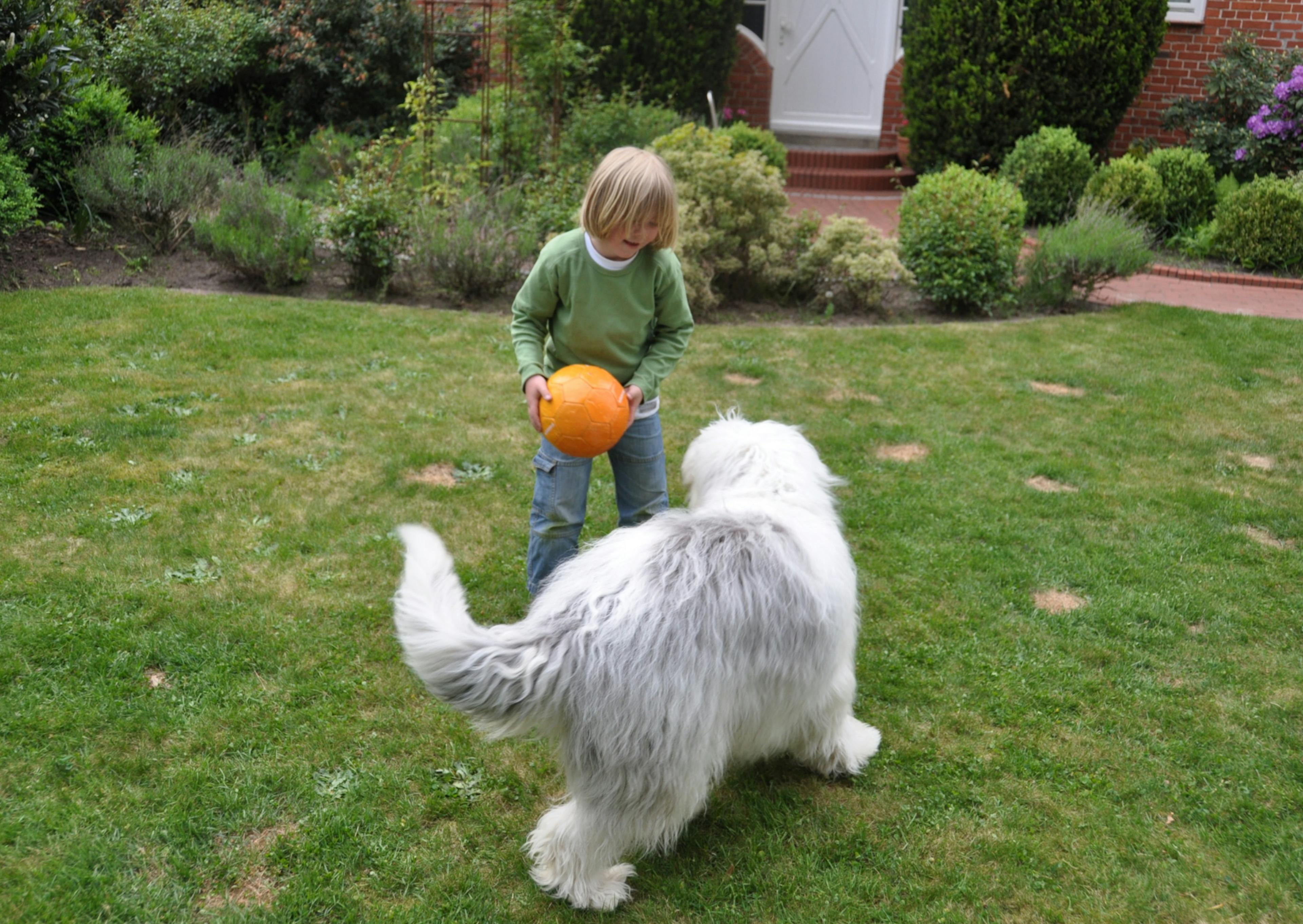 Bobtail qui joue avec un jeune enfant, cet enfant tient un ballon orange dans ses mains