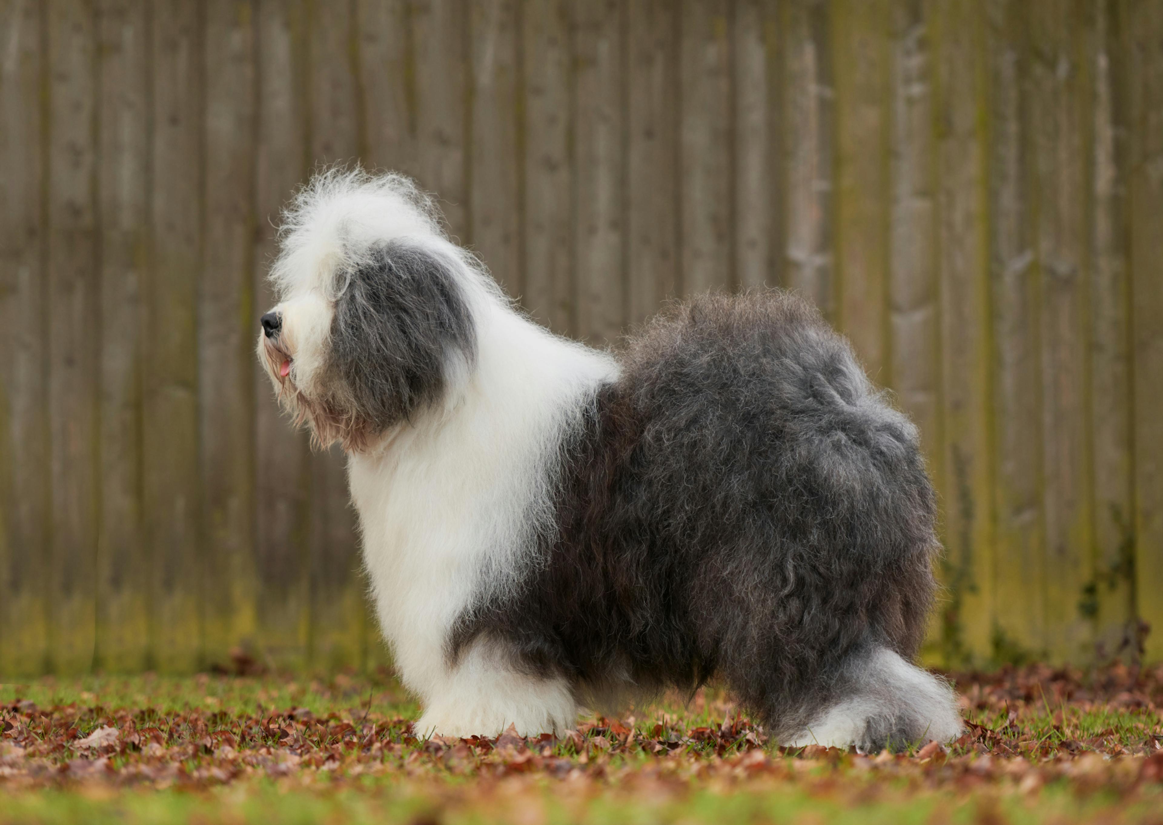 Bobtail de profil qui regarde au loin