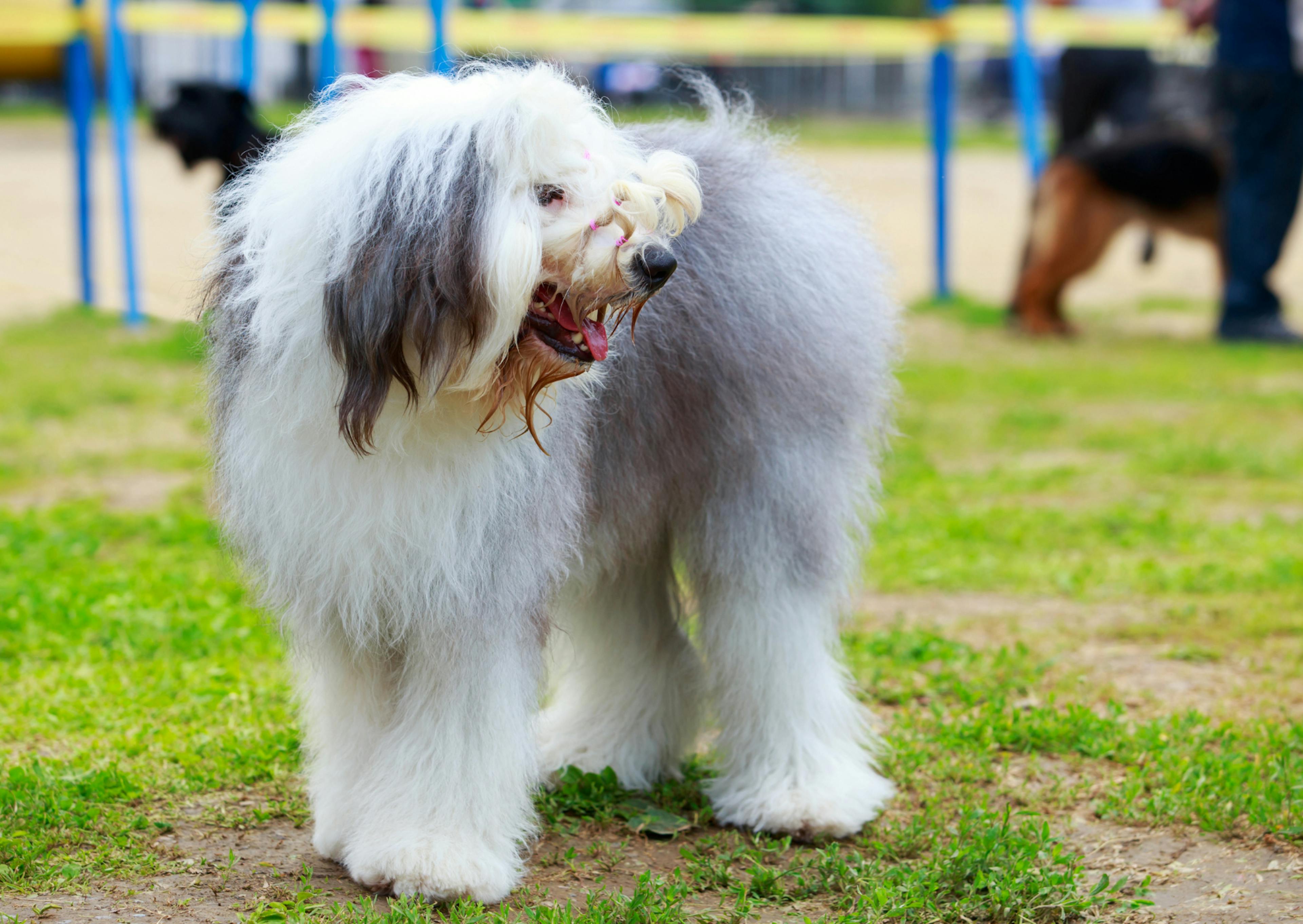 Bobtail qui se retroune pour regarder derrière lui