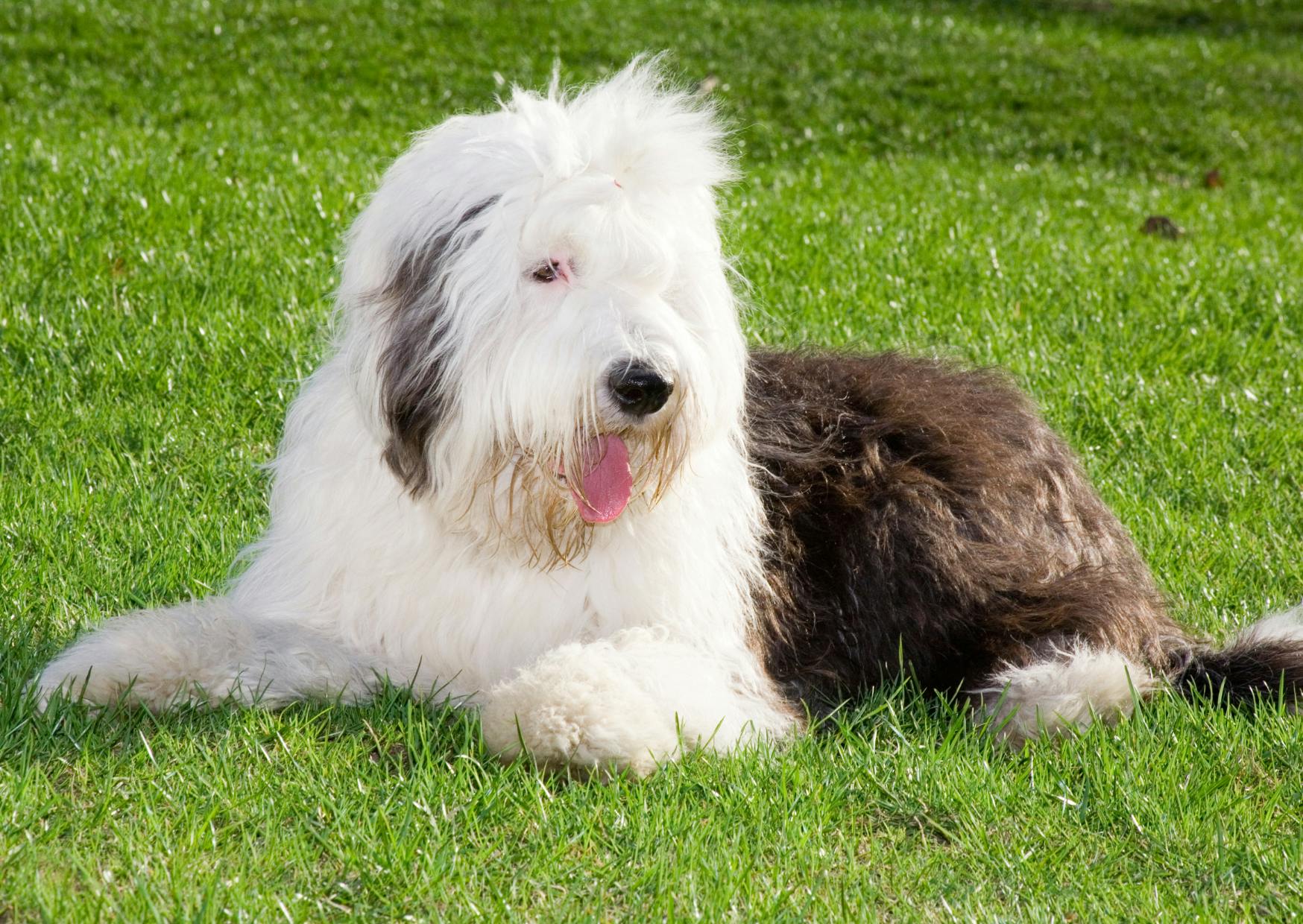 Bobtail couché dans l'herbe fraîche