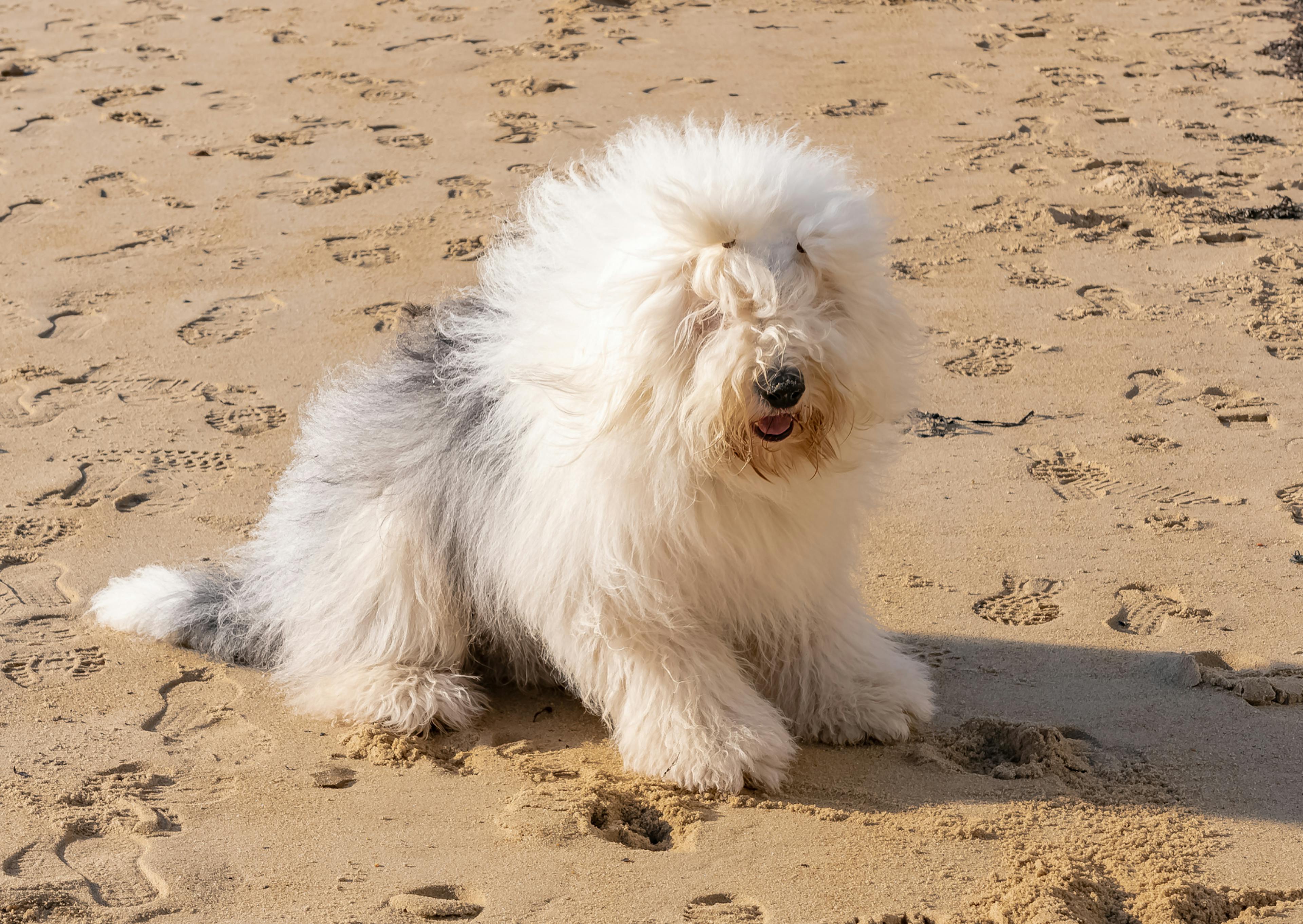 Bobtail assis dans le sable d'une plage, il prend le vent