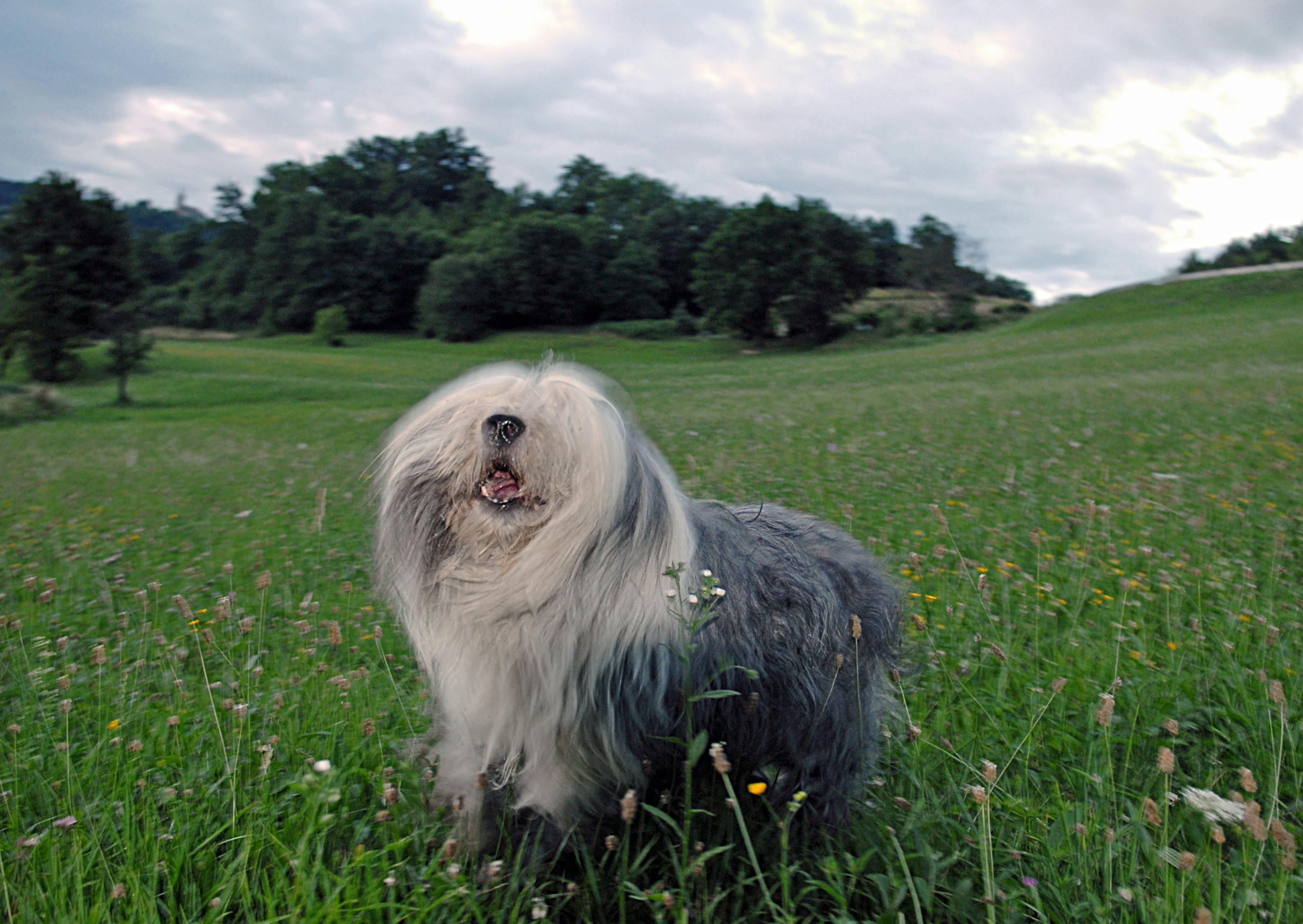 Bobtail qui se secoue dans des herbes hautes