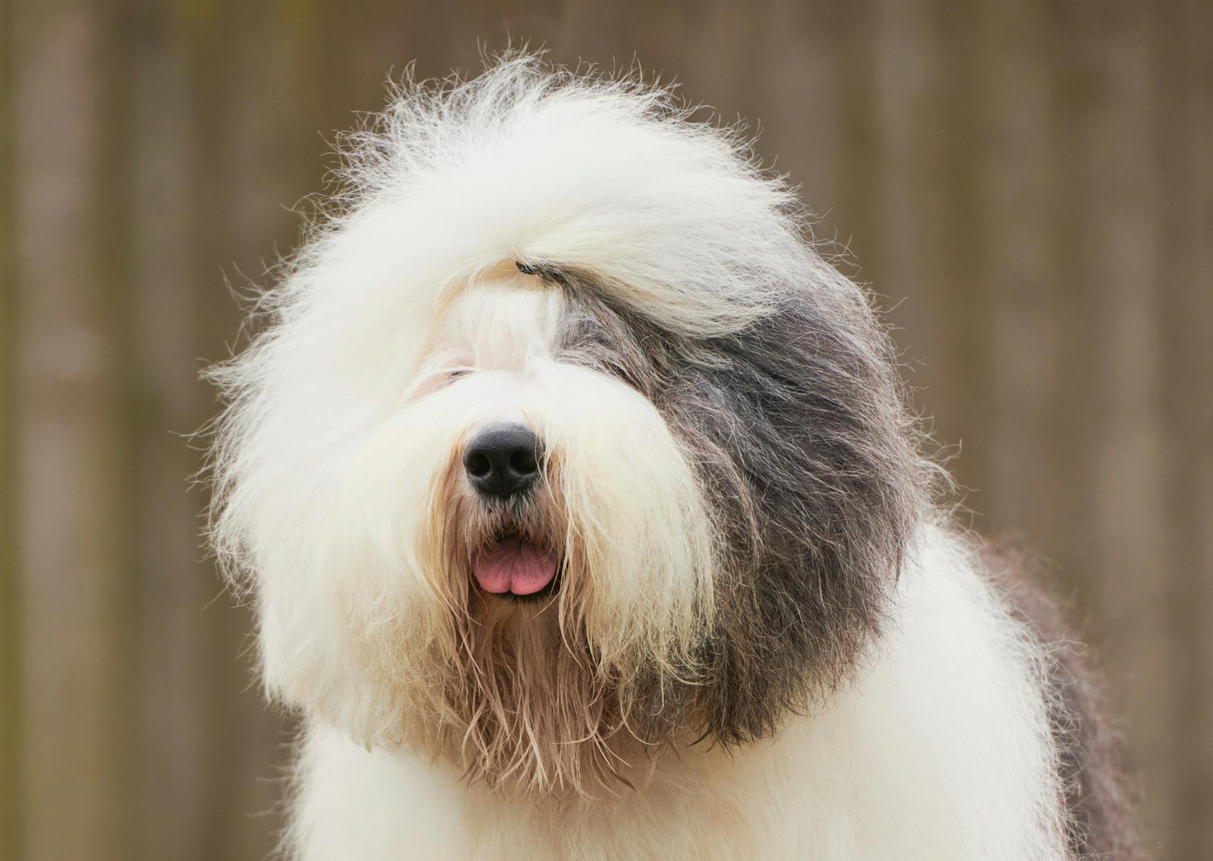 Bobtail qui regarde au loin