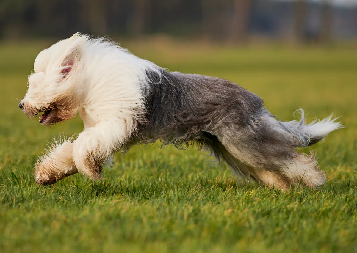 Bobtail qui court et saute dans l'herbe
