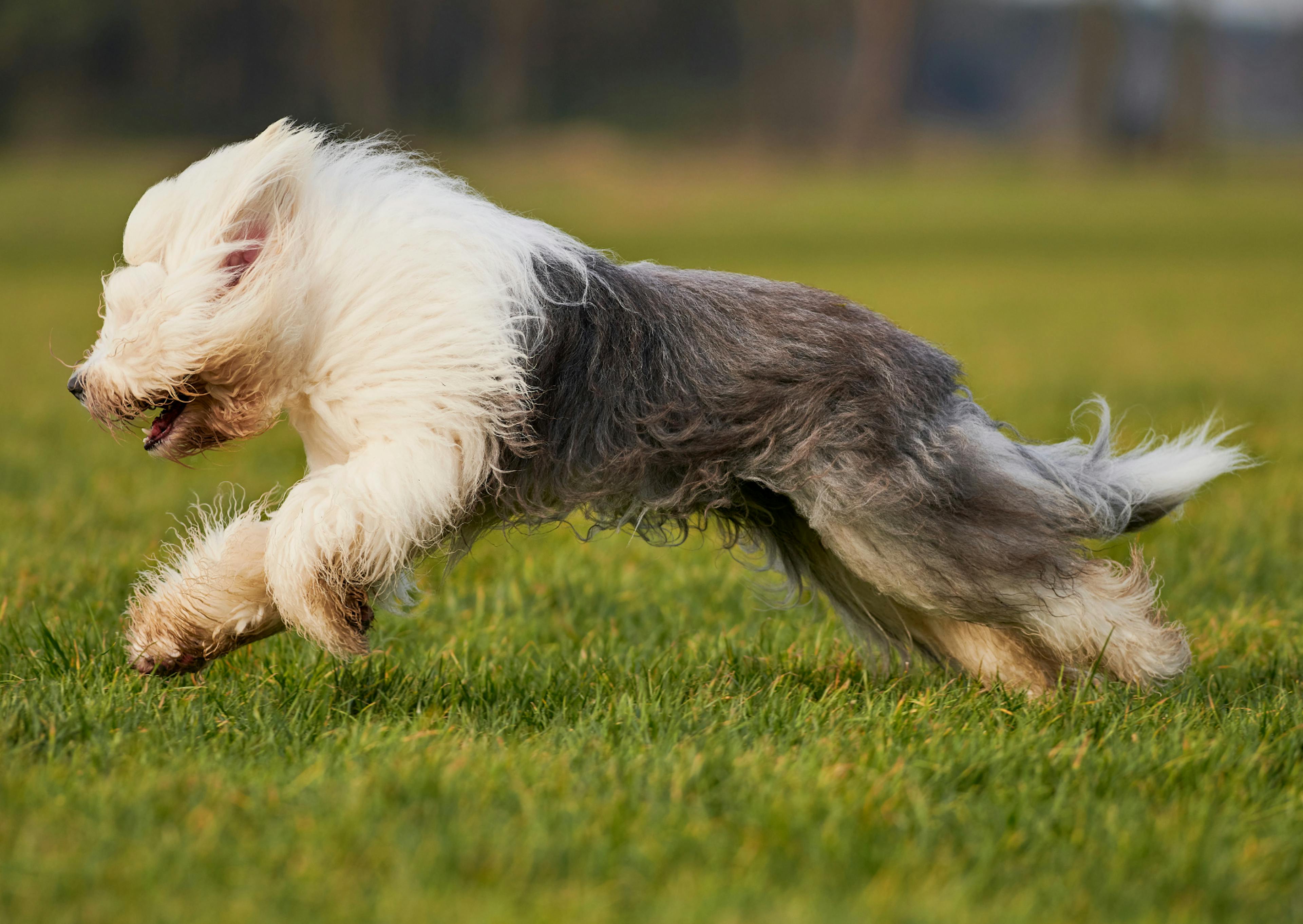 Bobtail qui court et saute dans l'herbe 