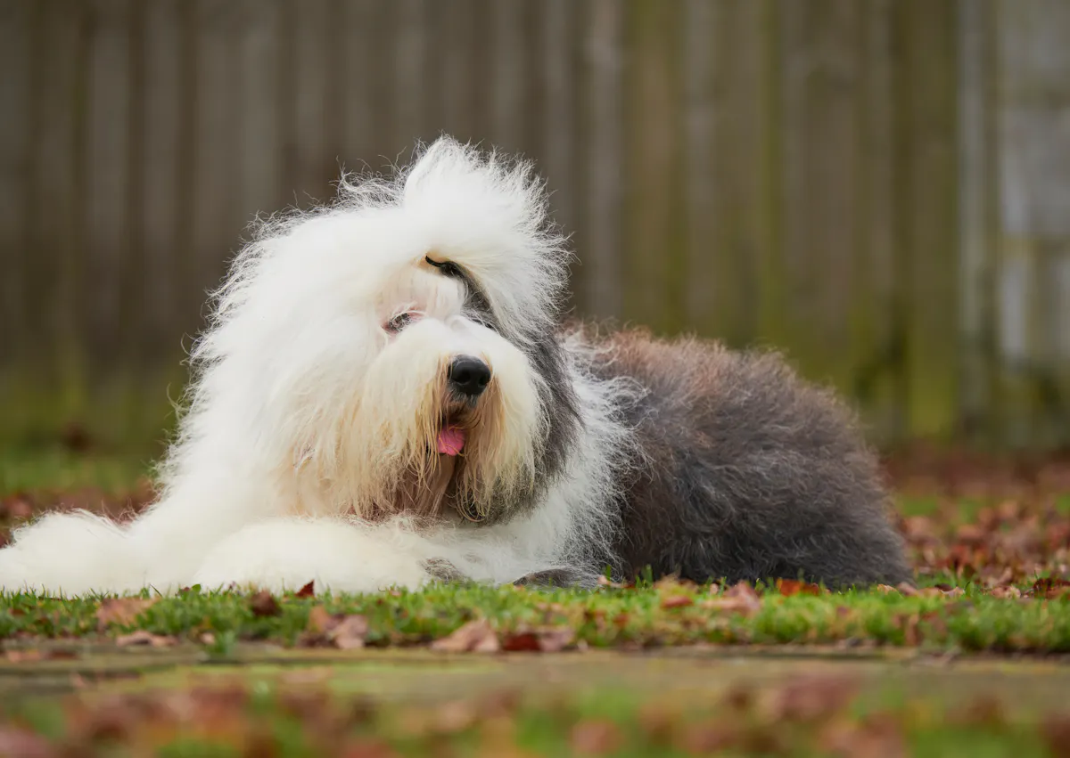 Bobtail couché et regarde au loin