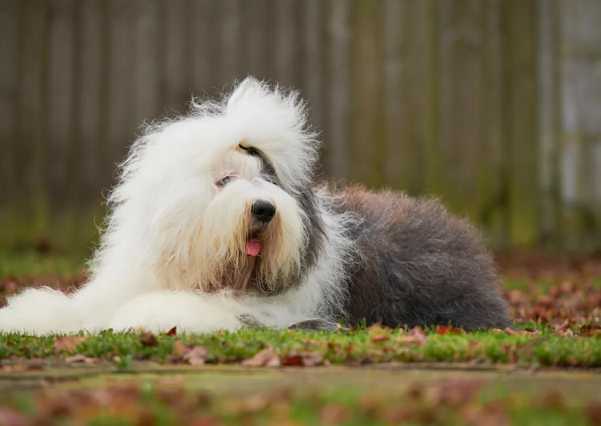 Bobtail couché et regarde au loin