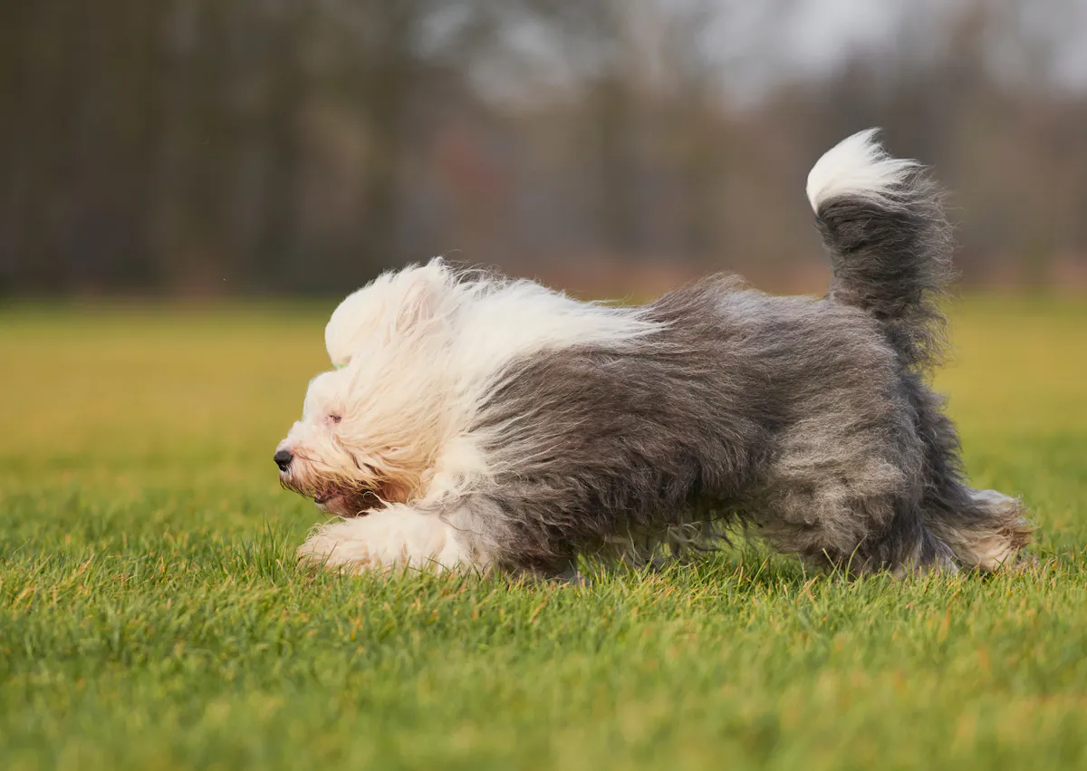 Bobtail qui court vite dans une étendue d'herbes fraîches