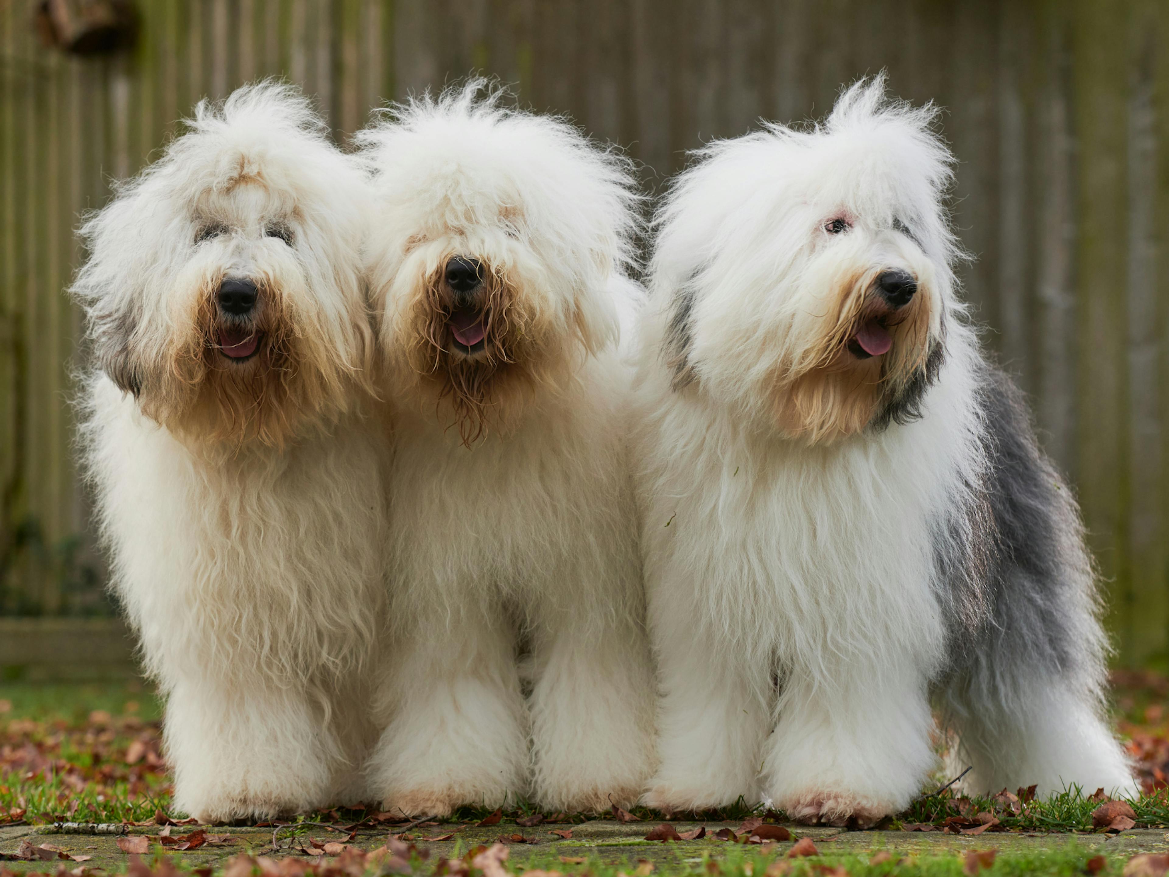 3 Bobtail les uns à côté des autres, ils regardent dans la même direction