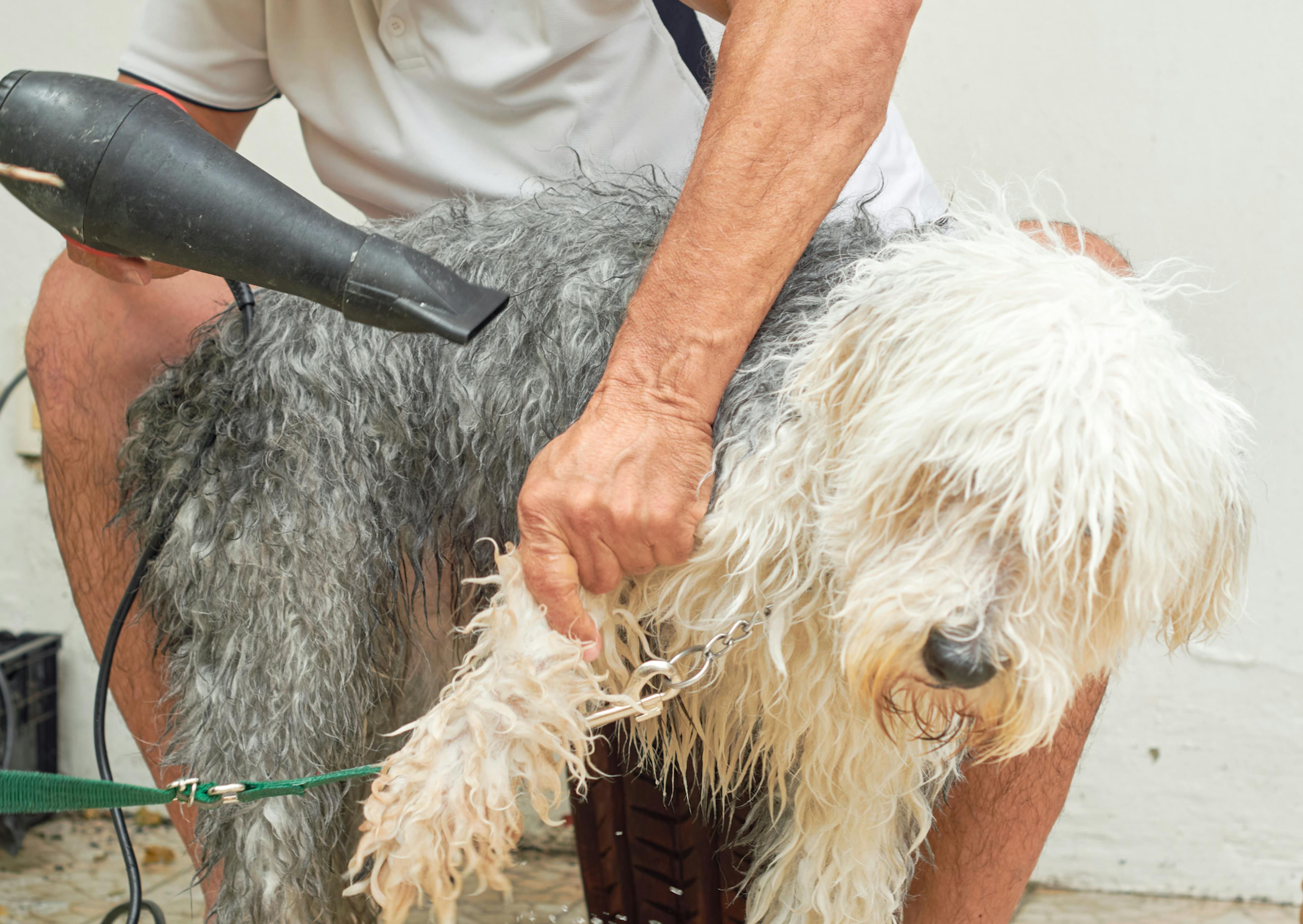 Bobtail qui se fait sécher les poils par un toileteur 