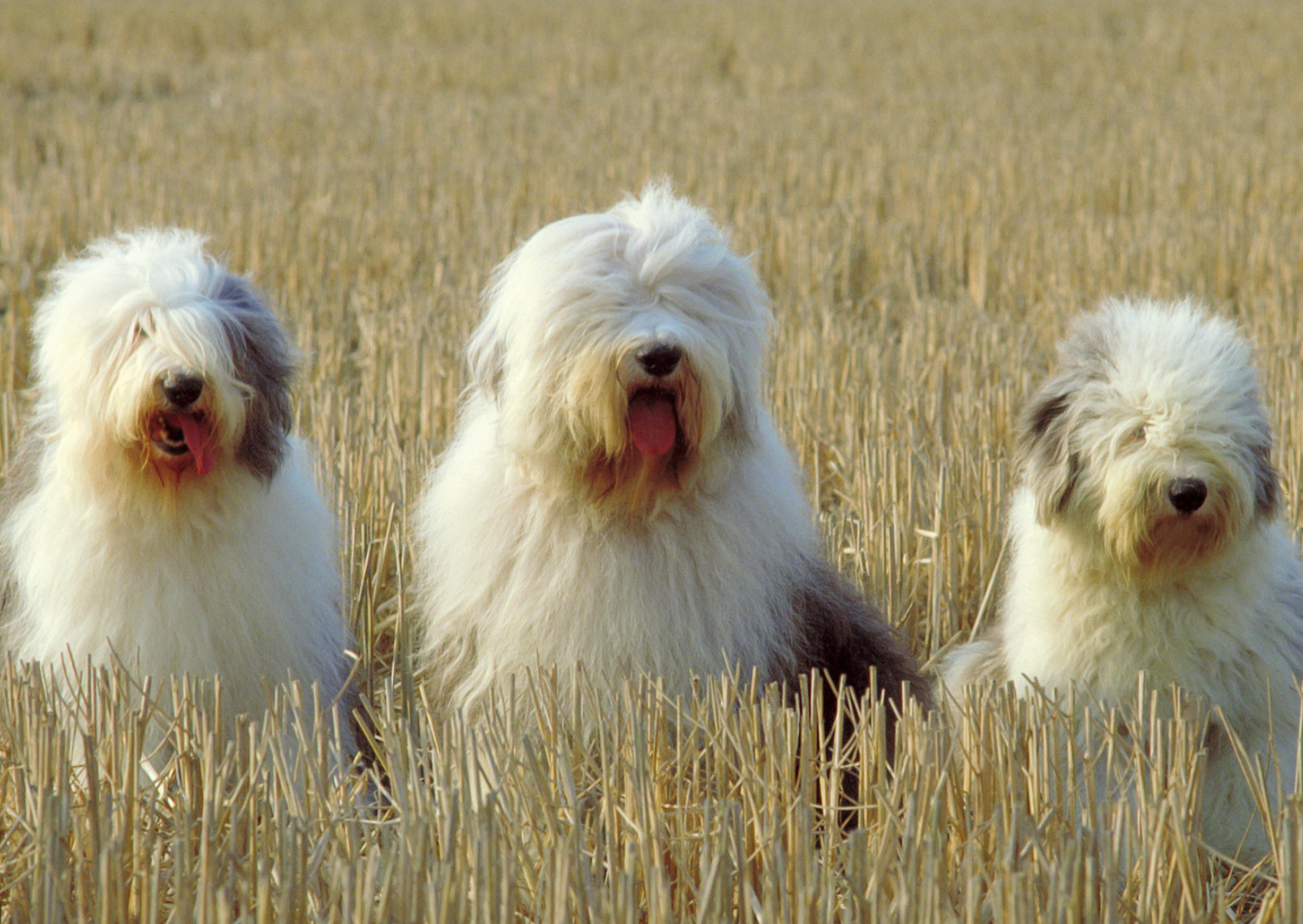 3 Bobtail dans un champs d'herbes hautes