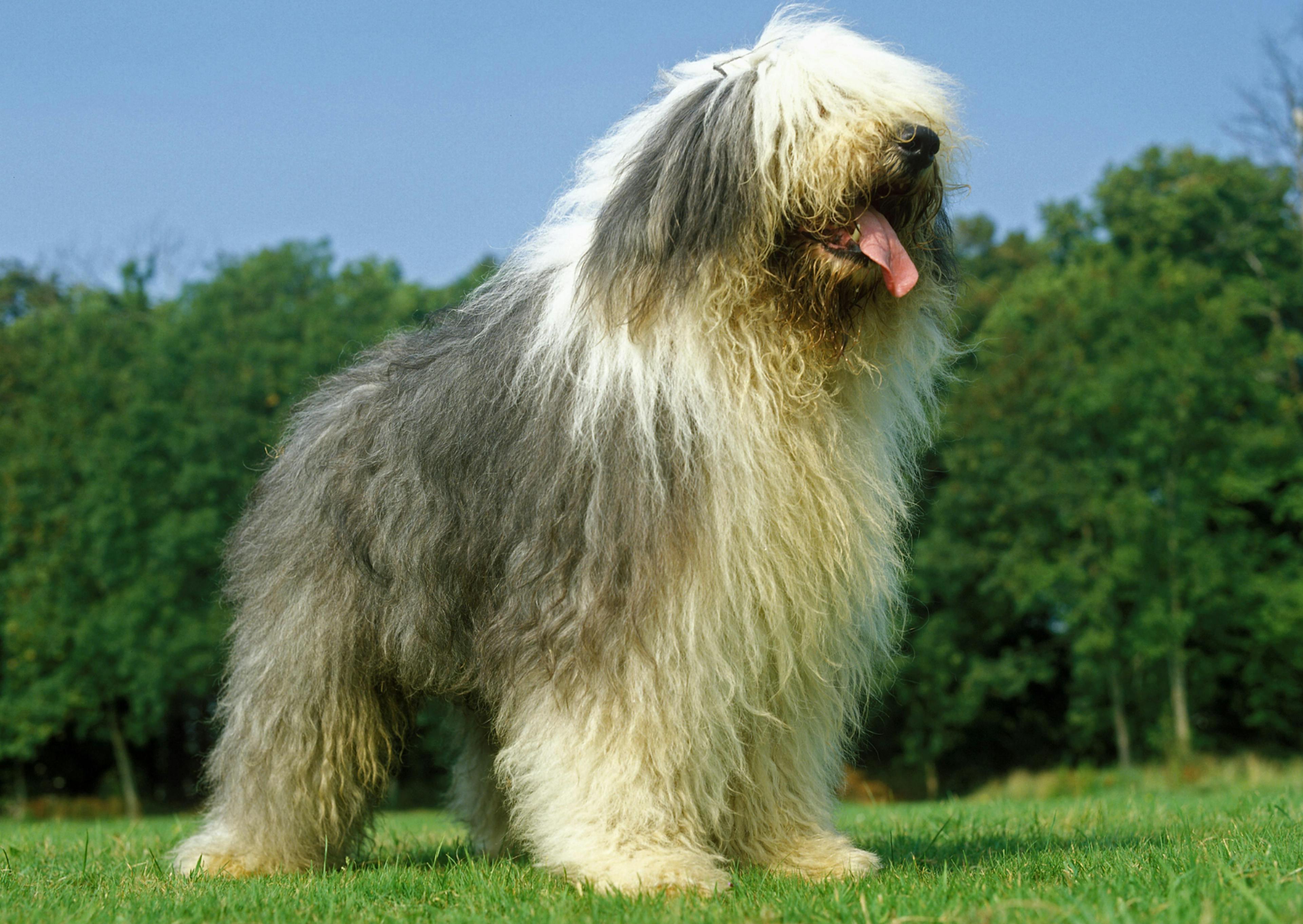 Bobtail debout et regarde au loin, il y a des arbre derrière lui