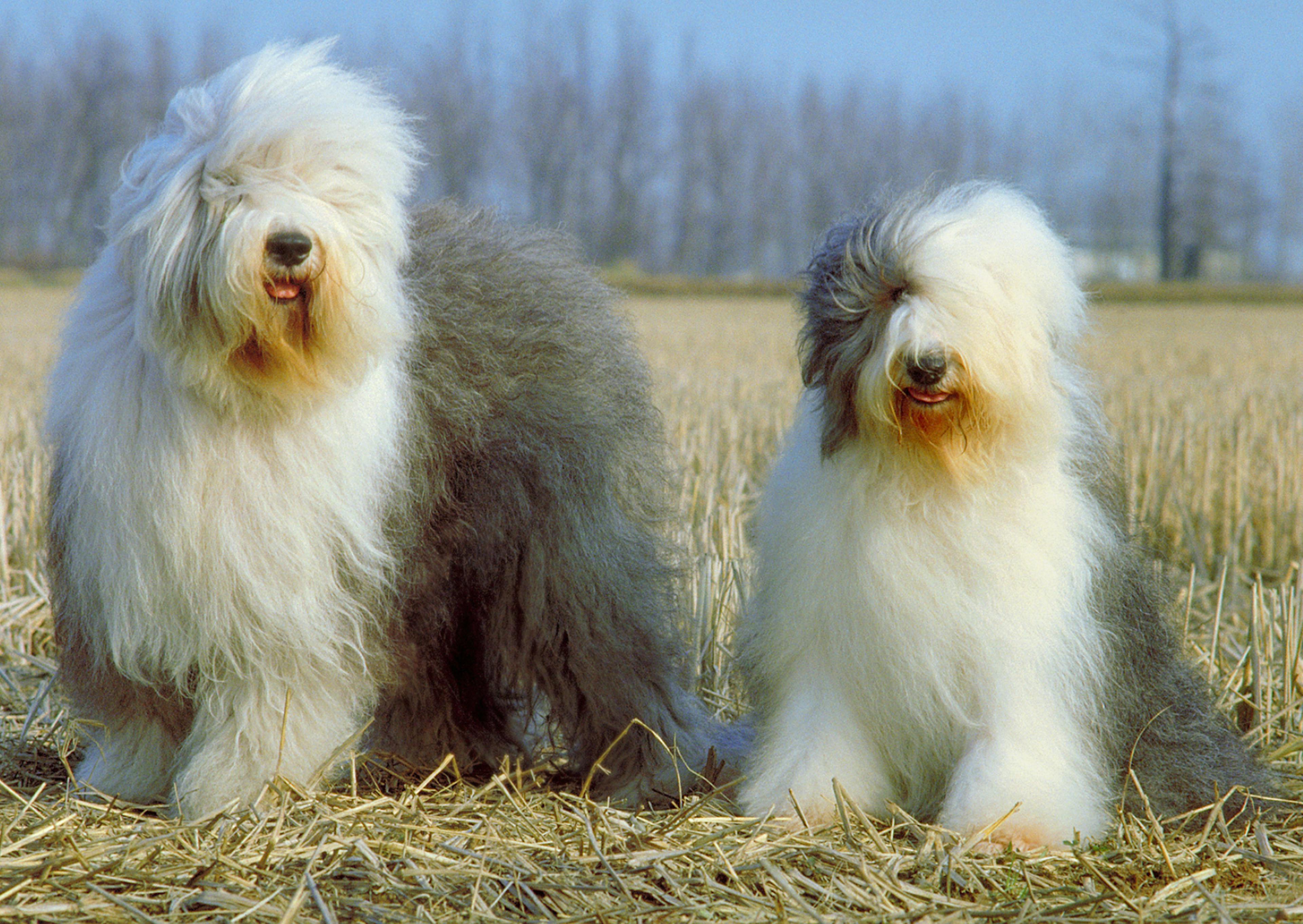 2 Bobtail assis l'un à côté de l'autre, derrière eux il y a un champs