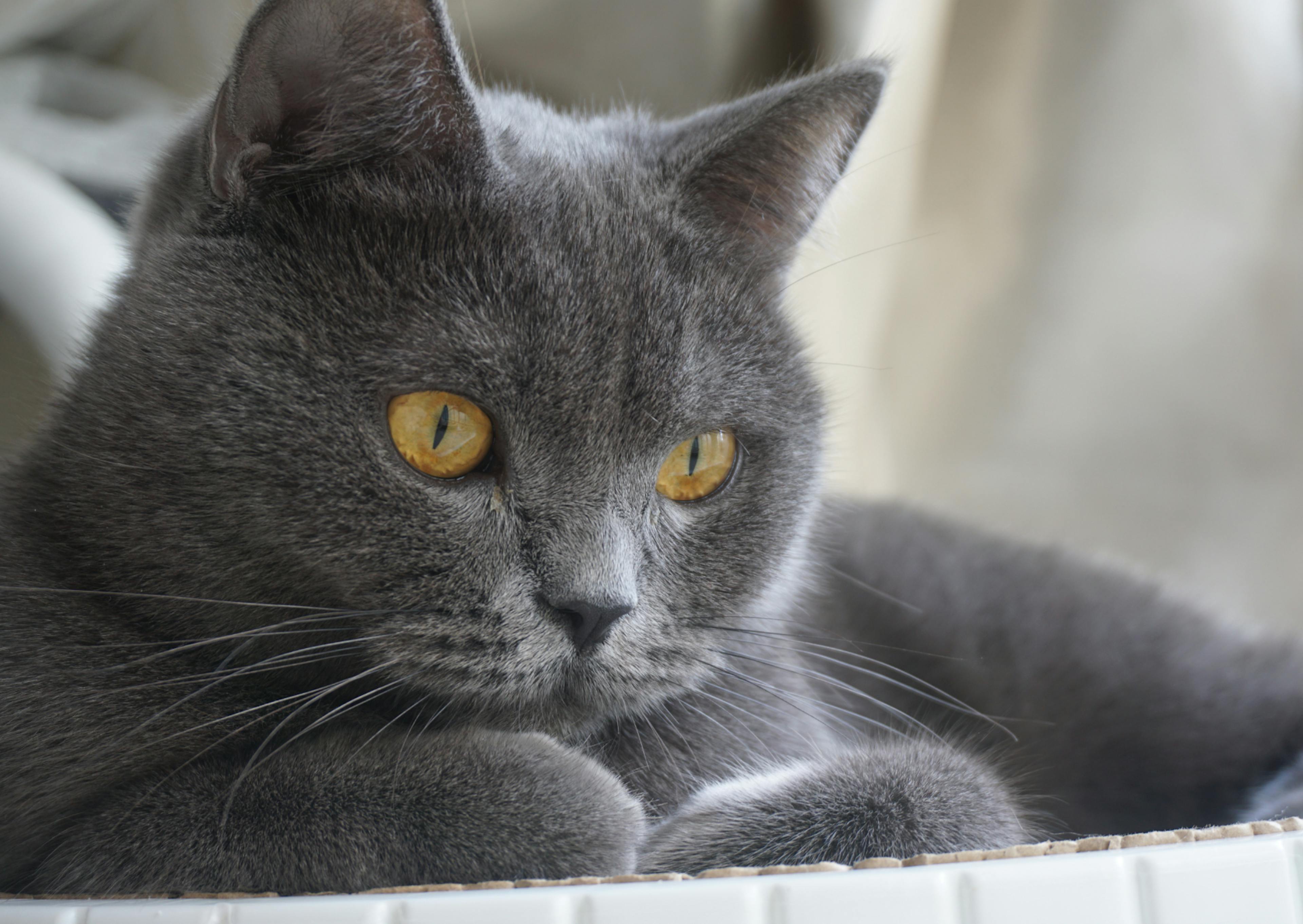 British Shorthair couché qui regarde vers le bas