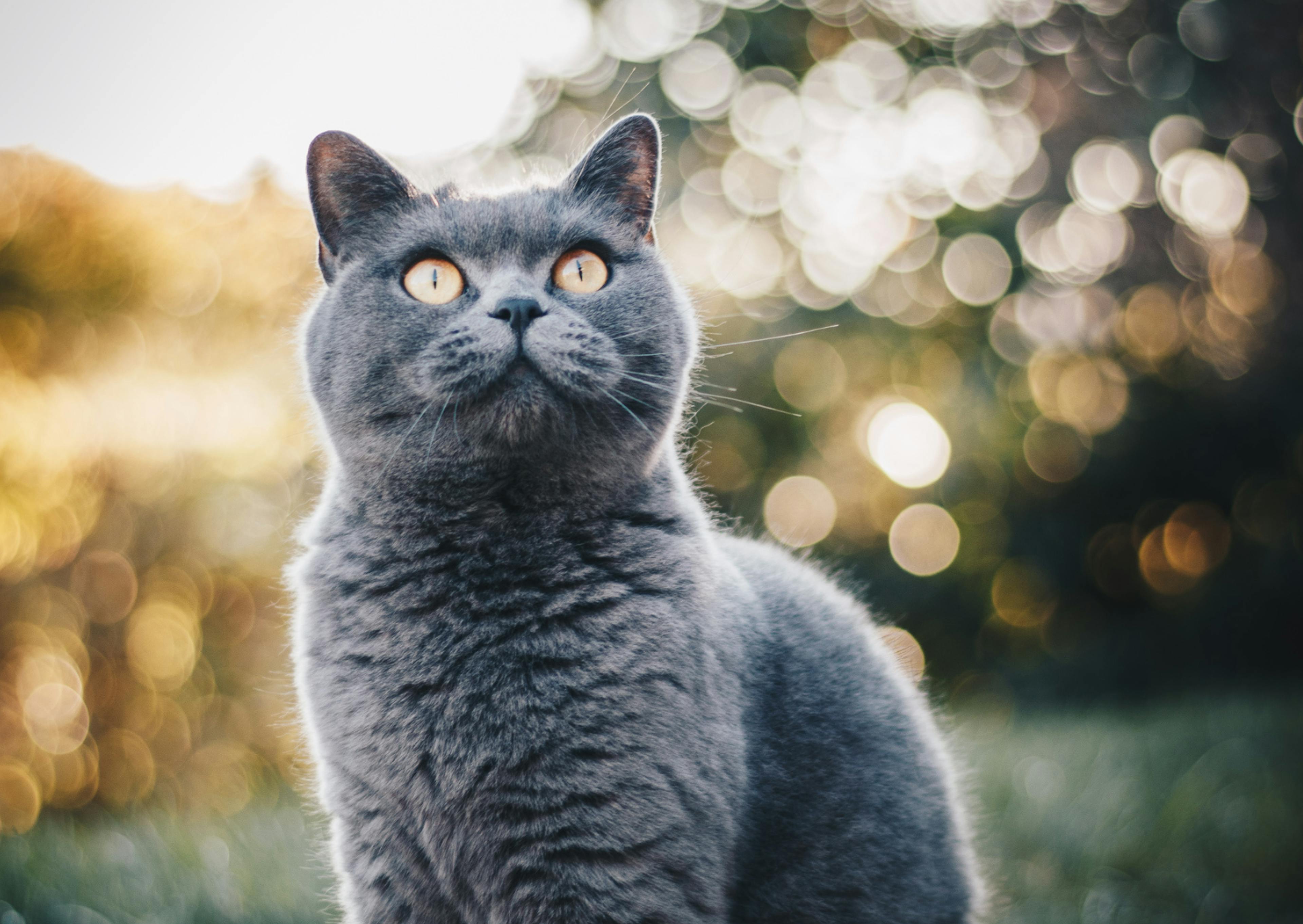 British Shorthair dehors, il est assis et regarde evrs le haut