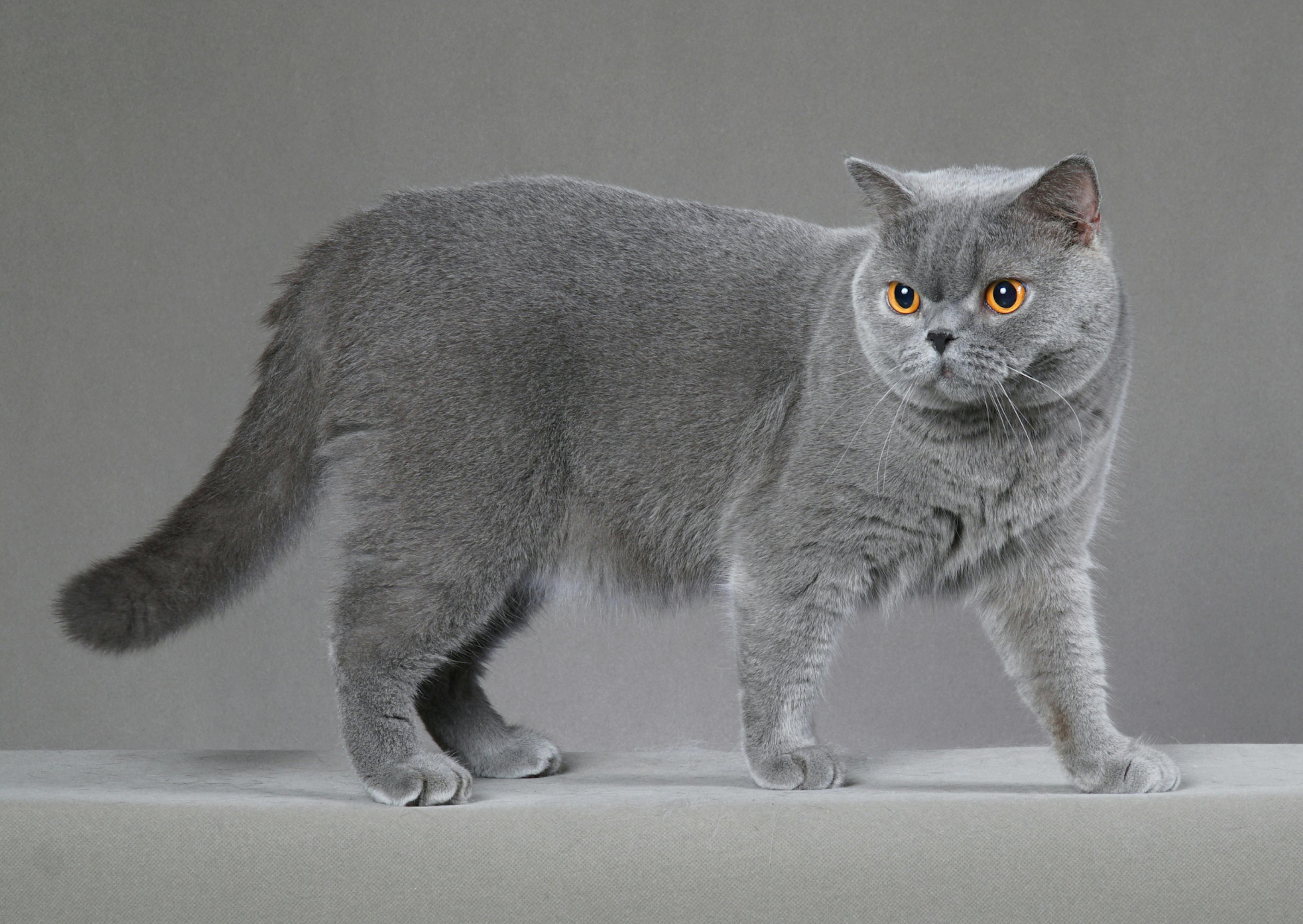 British Shorthair qui marche sur une table avec un décor gris derrière lui