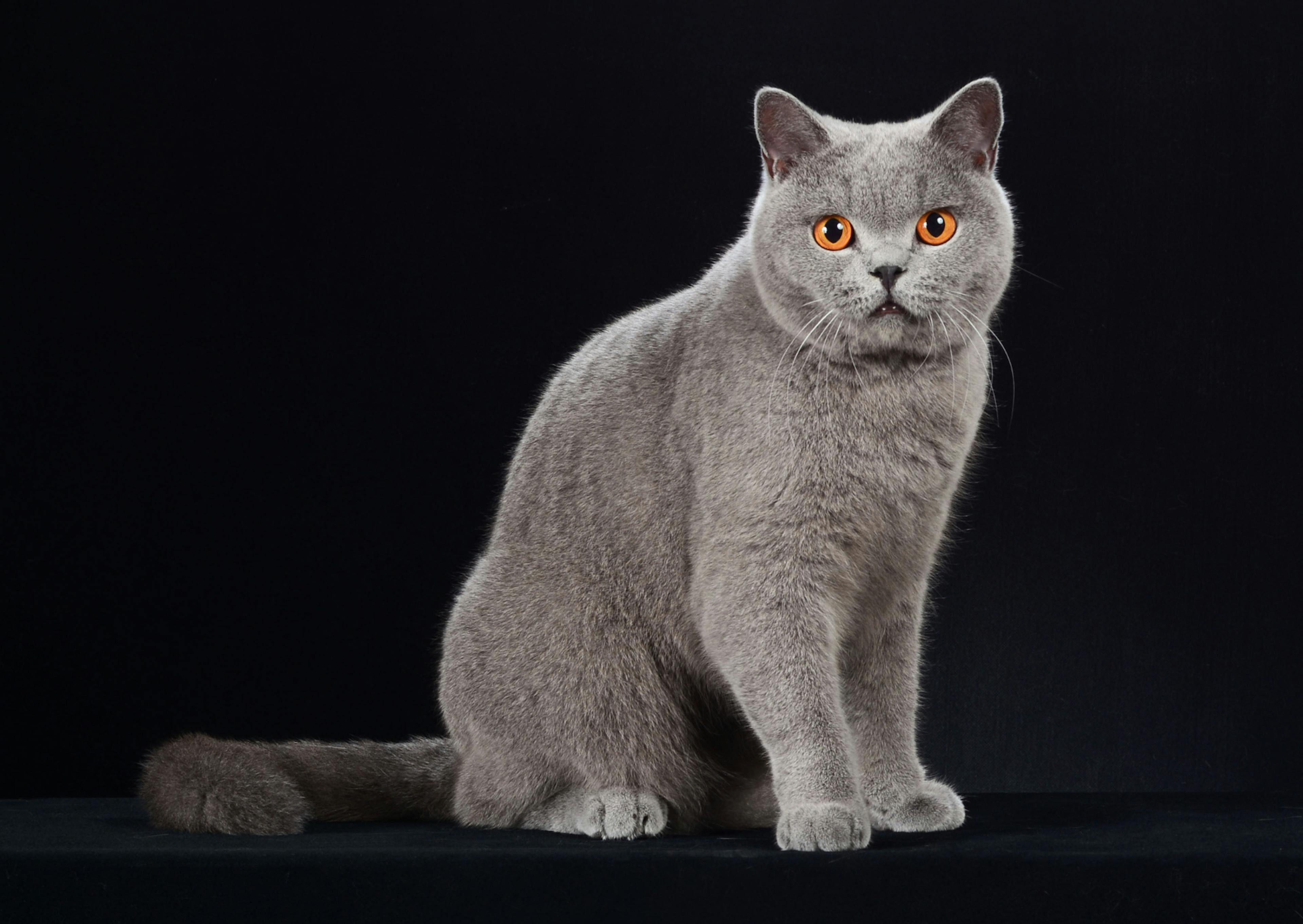 British Shorthair assis en train de fixer l'objectif