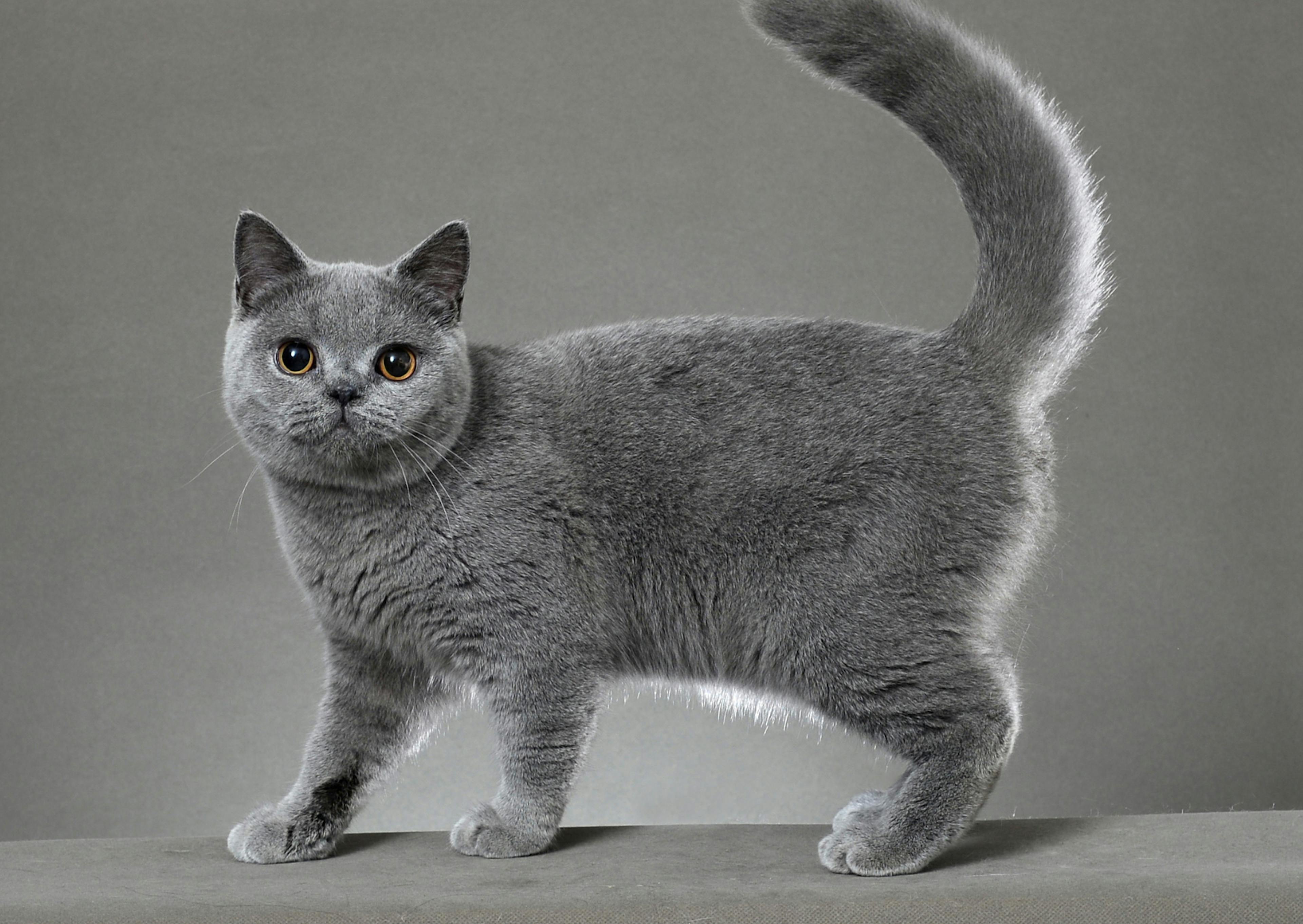 British Shorthair qui marche et regarde l'objectif, il y a un décor gris derrièere lui 