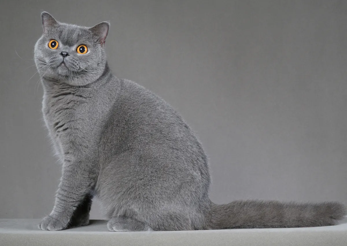 British Shorthair assis devant un décor gris, il regarde avec attention ce qui se passe à côté de lui