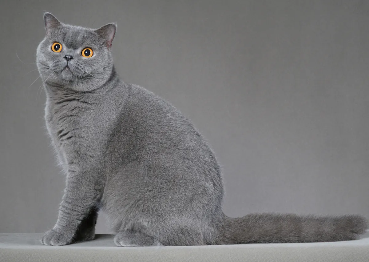 British Shorthair assis devant un décor gris, il regarde avec attention ce qui se passe à côté de lui