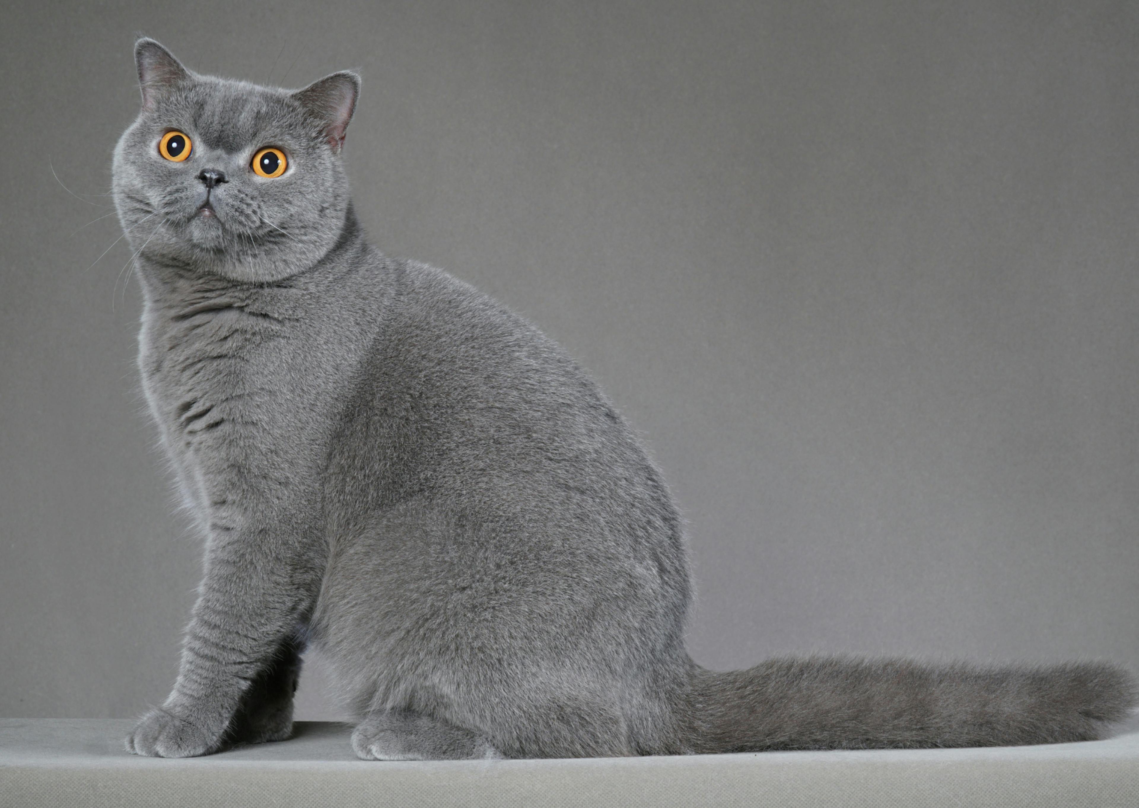 British Shorthair assis devant un décor gris, il regarde avec attention ce qui se passe à côté de lui