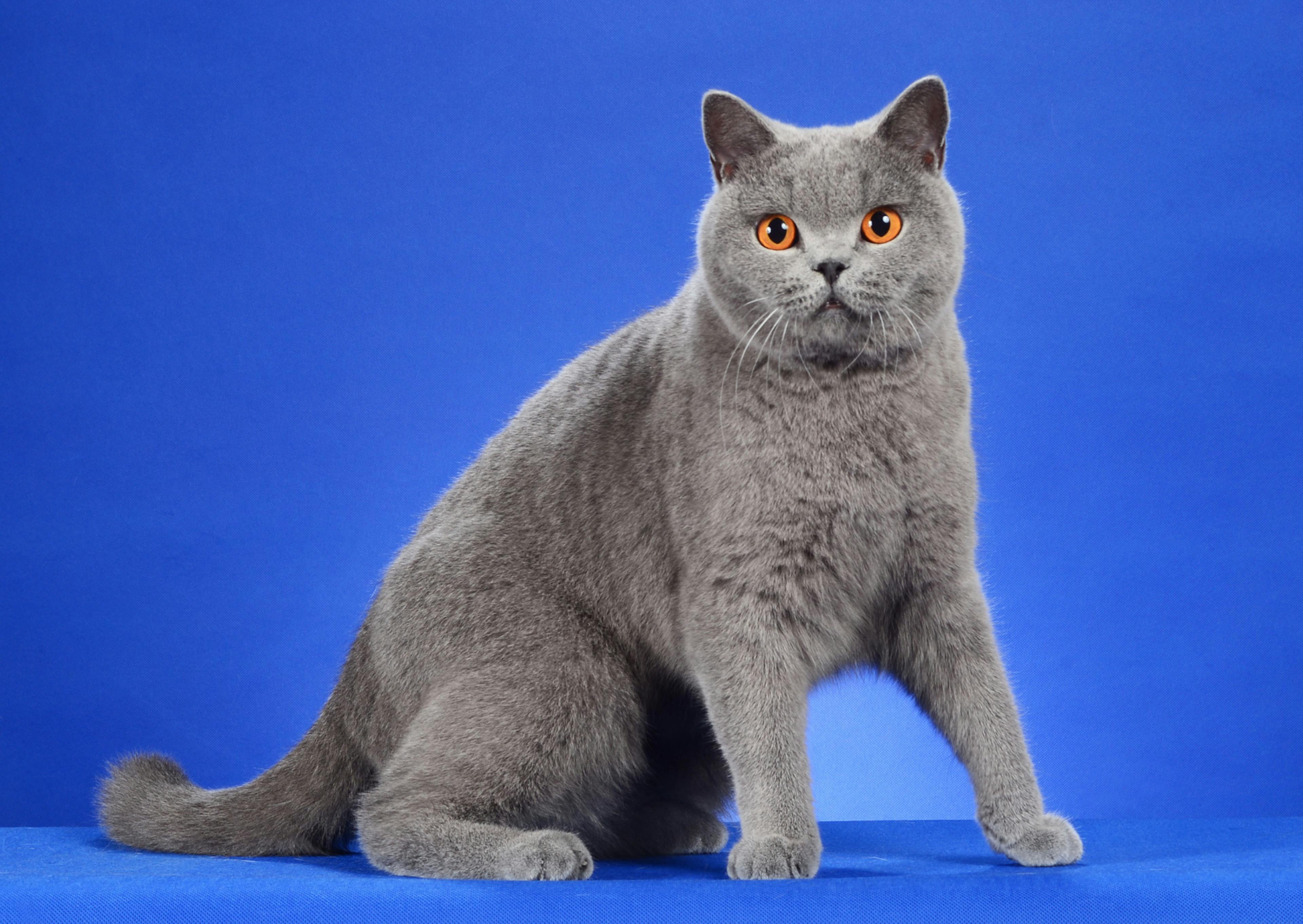 British Shorthair sur un fond bleu éléctrique, il se prépare à bouger