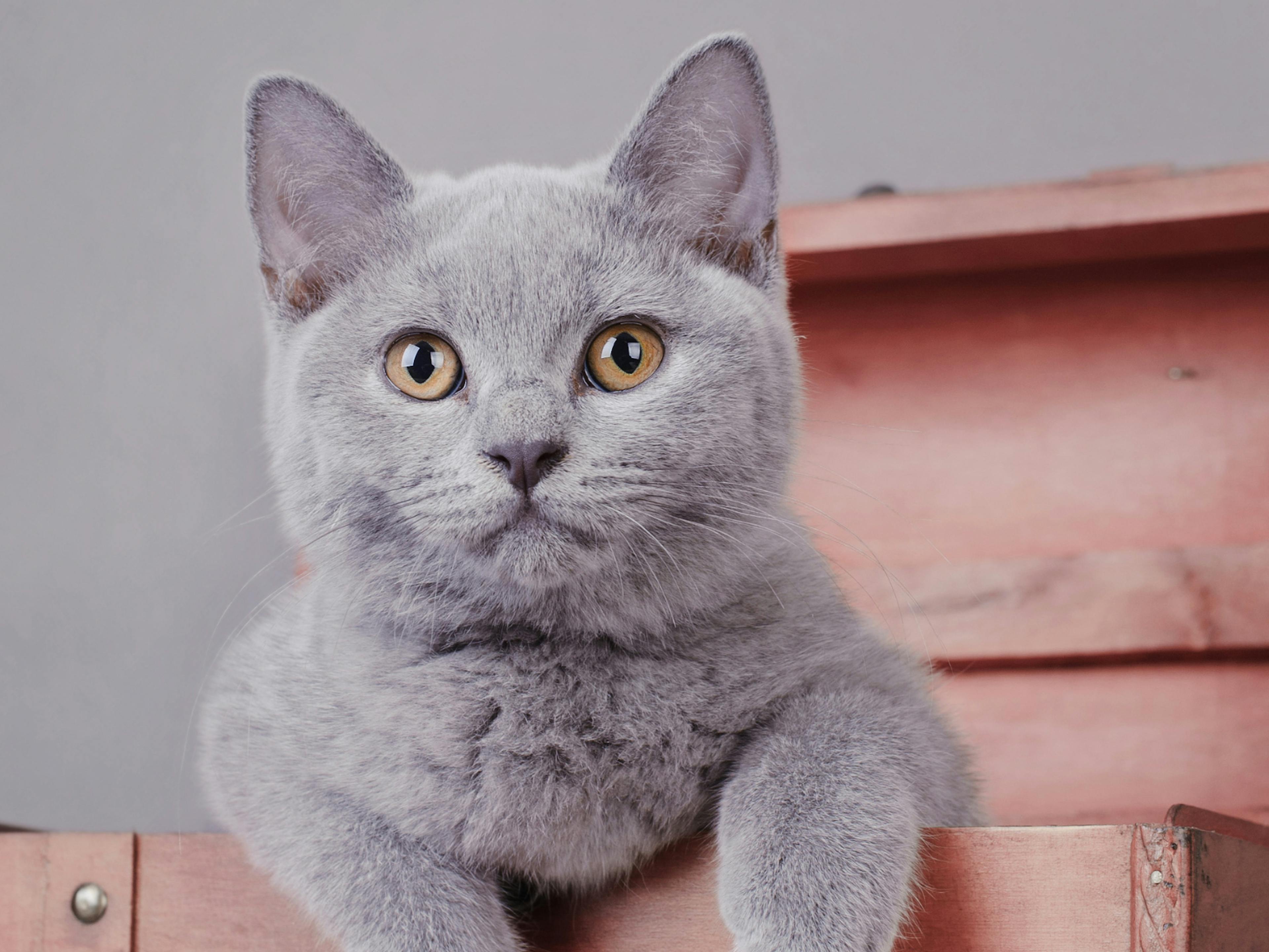 British Shorthair qui sort d'un placard curieux de ce qui se passe devant lui